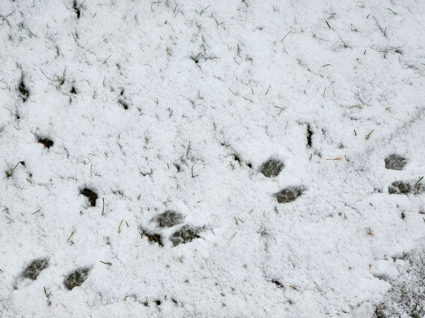 Дубна, Снегопад, снег, Погода, вертикалки,