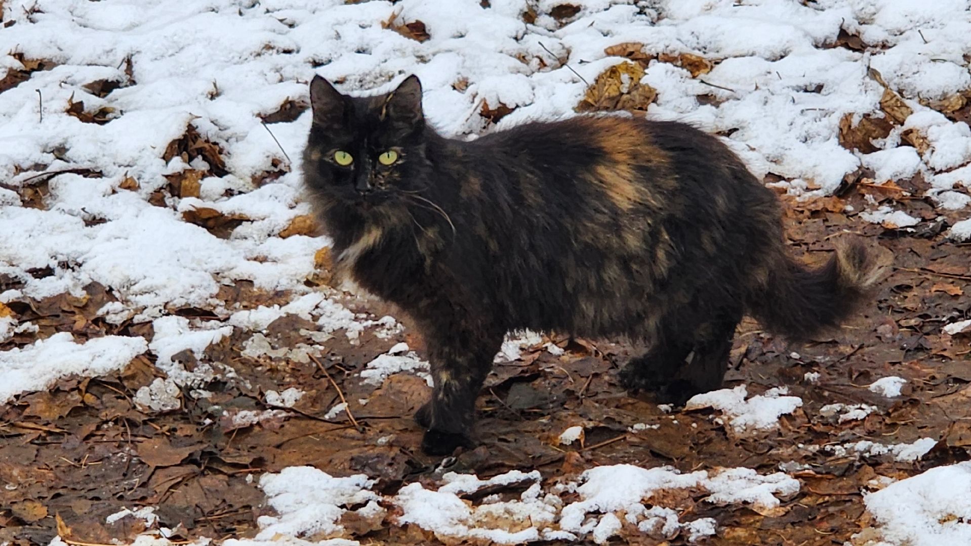 Солнечногорск, Вериикалки, Уборка снега, Снегопад, ЖКХ,