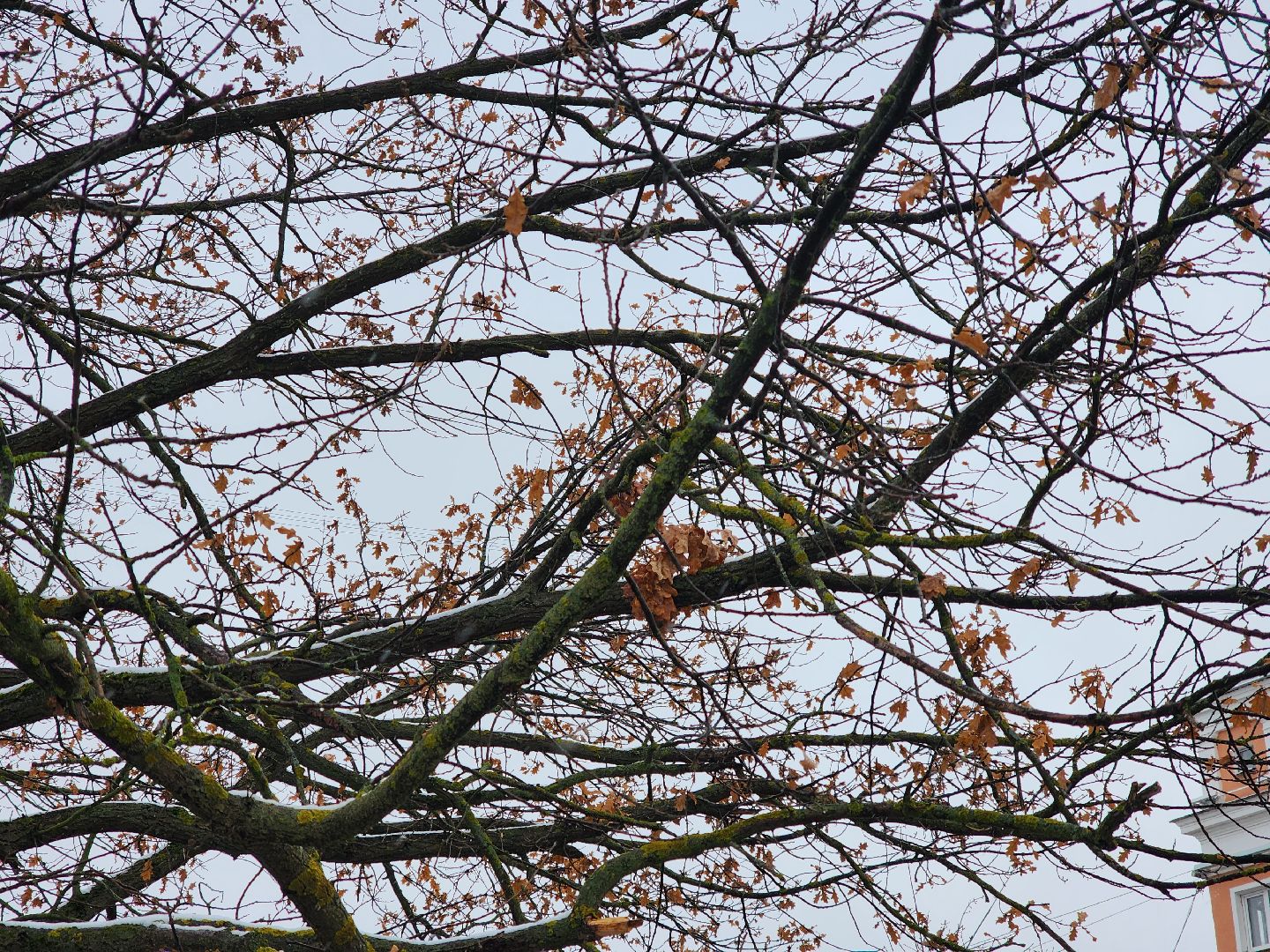 ногинск, жители, общество, жкх, коммунальная служба, уборка снега, снегопад, вертикалки