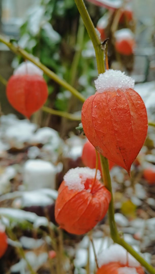 снег, лобня, снегопад, вертикалки,
