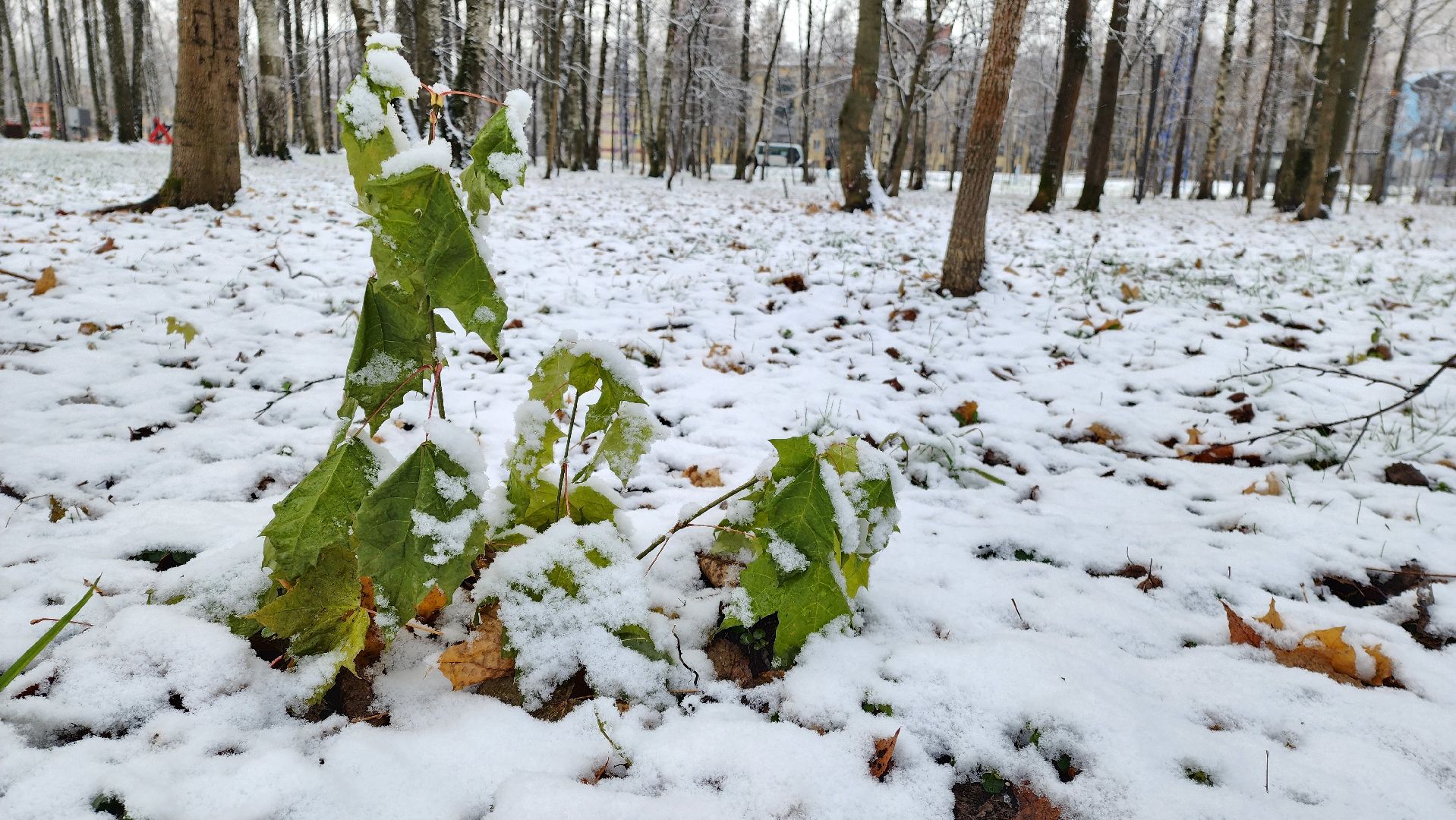 Снег, снегопад, Уборка снега, вертикалки,