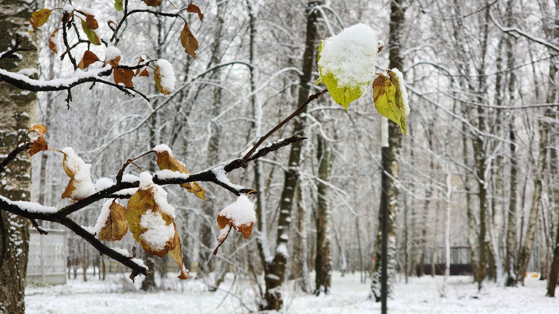 Снег, снегопад, Уборка снега, вертикалки,