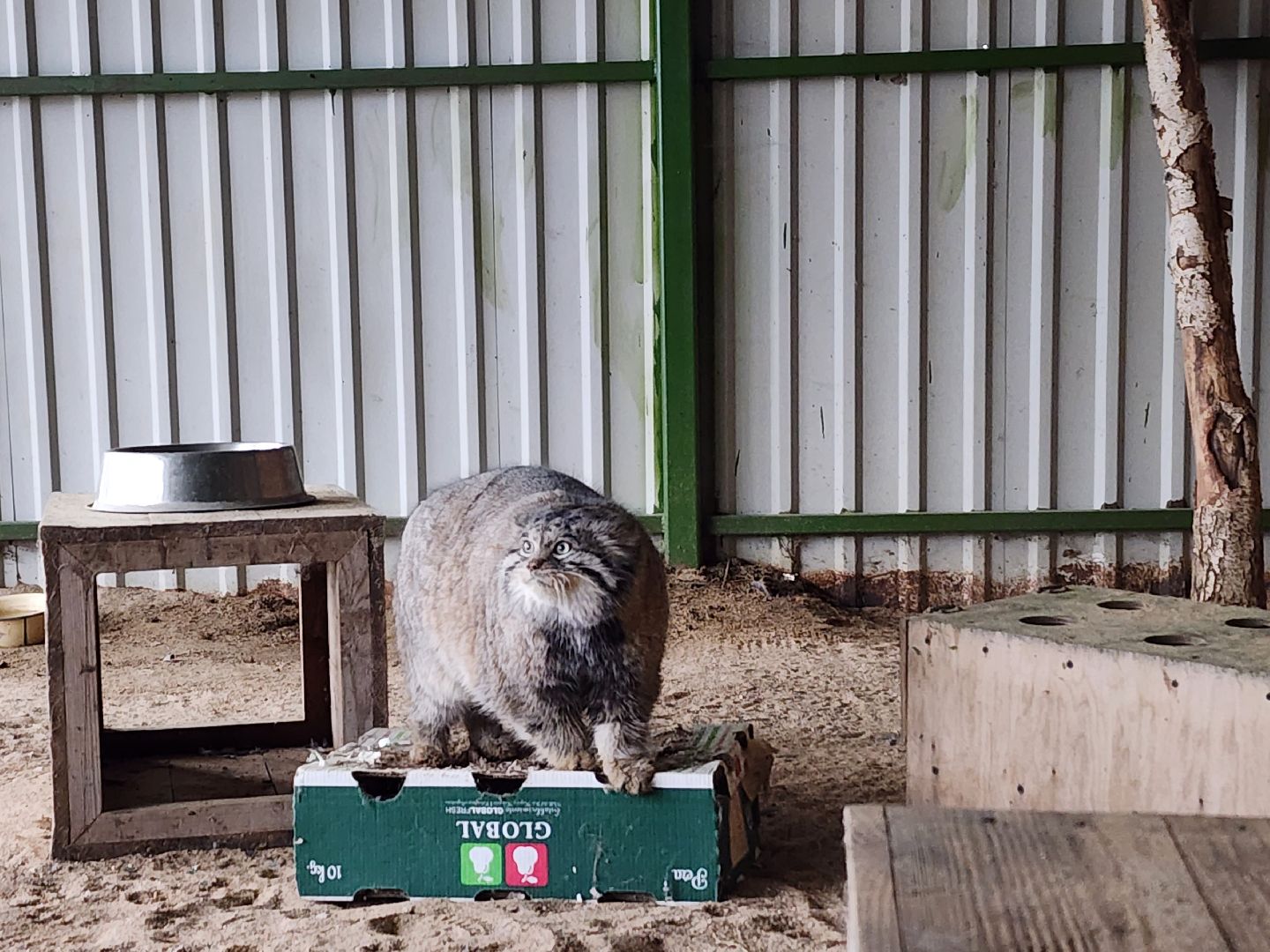 волоколамск, Манул, Зажировка,
