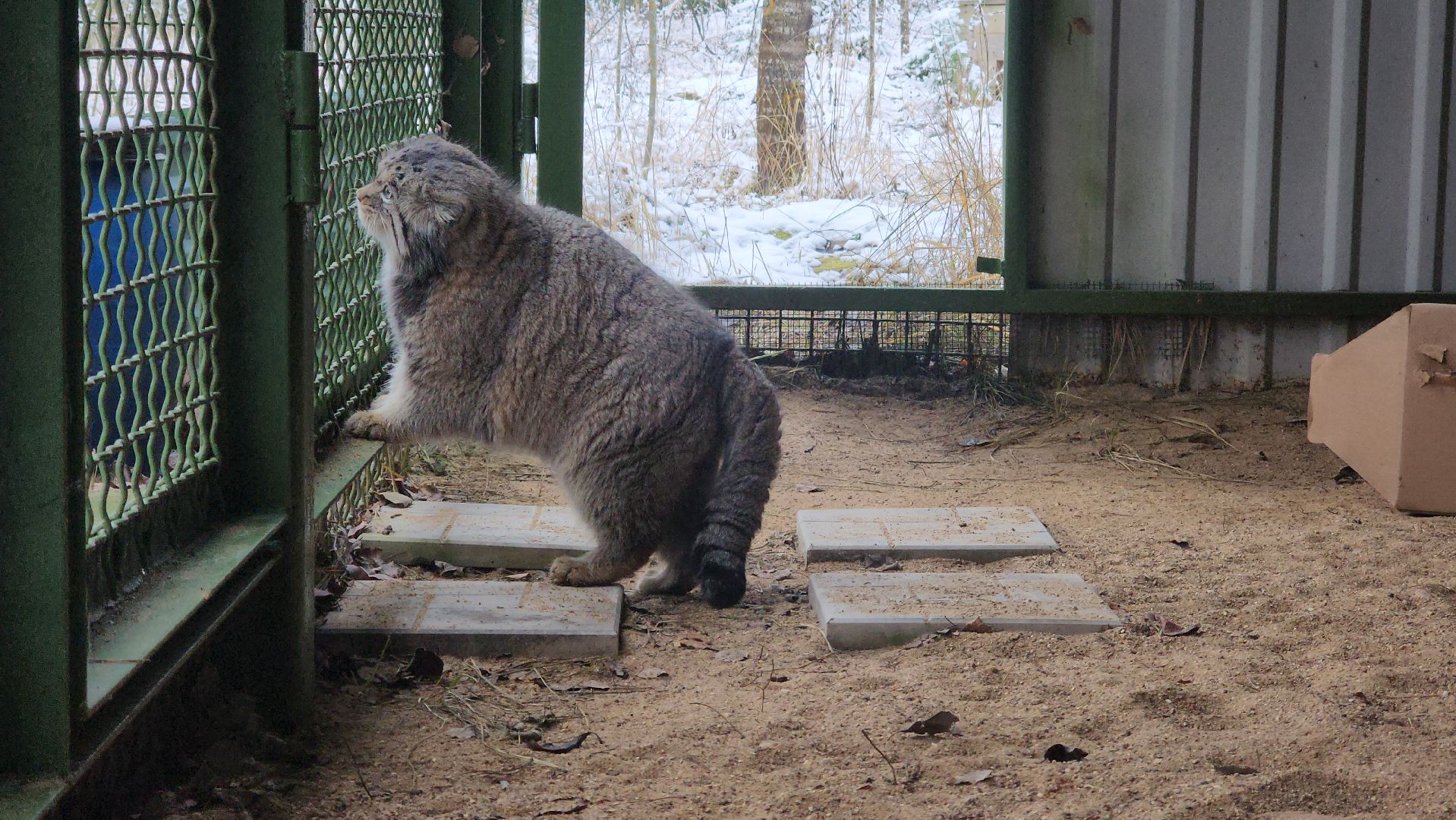 волоколамск, Манул, Зажировка,