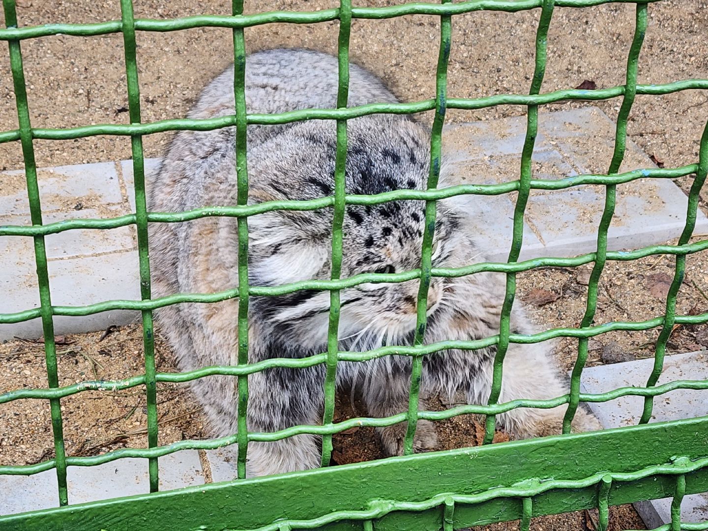 волоколамск, Манул, Зажировка,