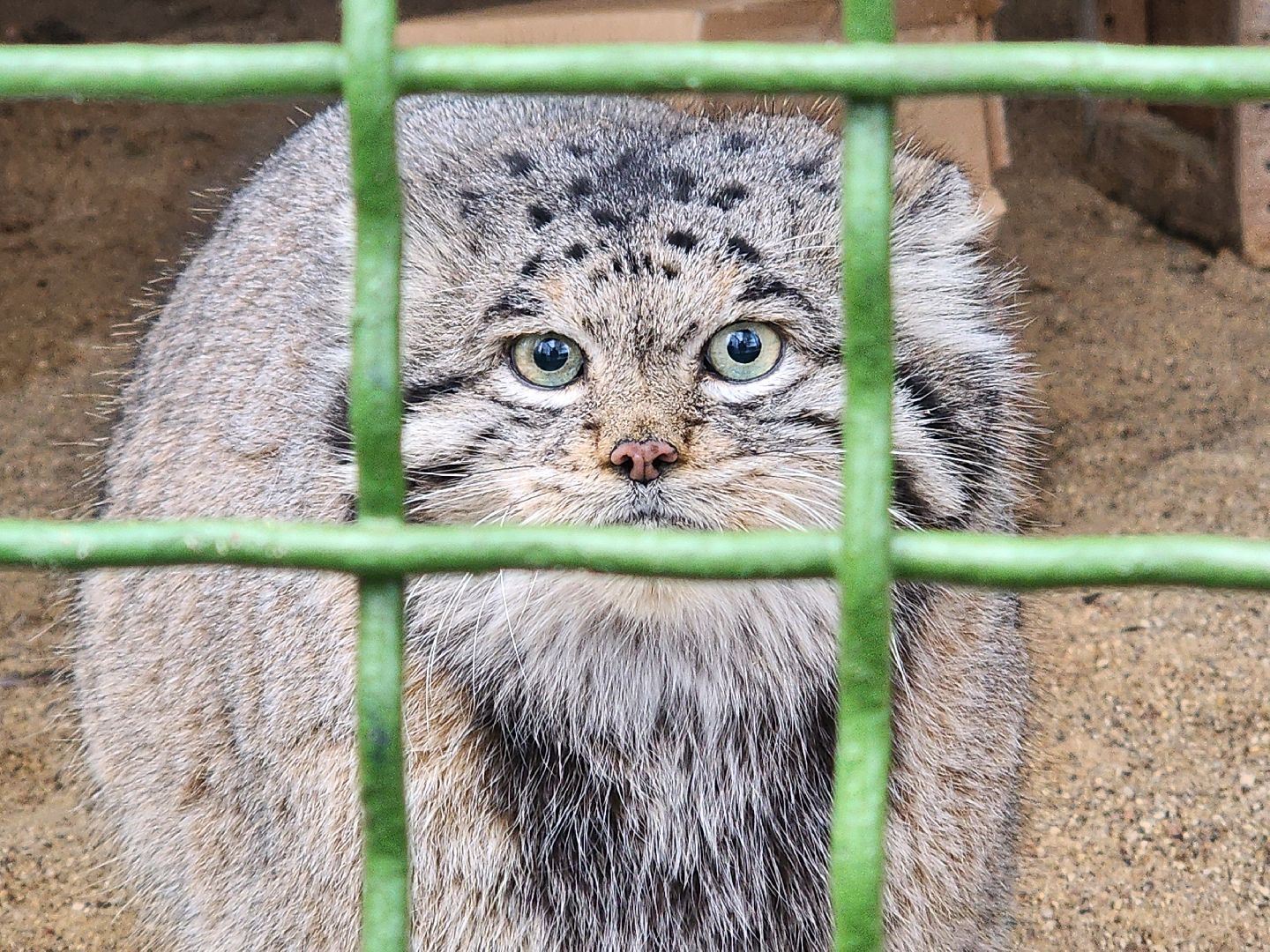 волоколамск, Манул, Зажировка,