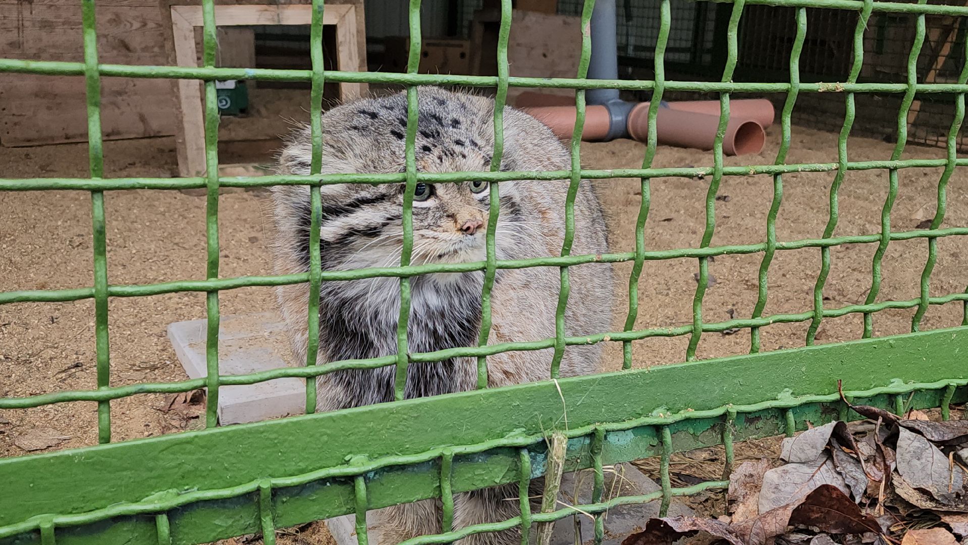 волоколамск, Манул, Зажировка,