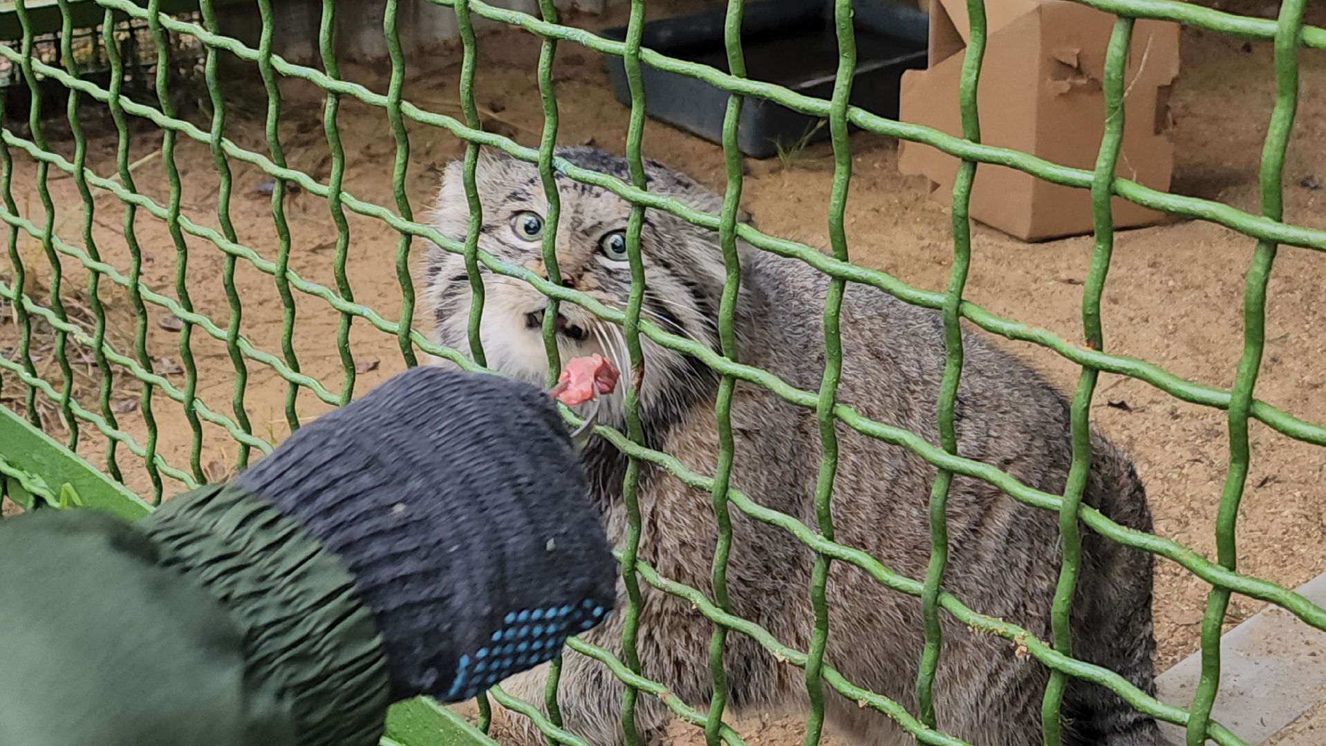 волоколамск, Манул, Зажировка,