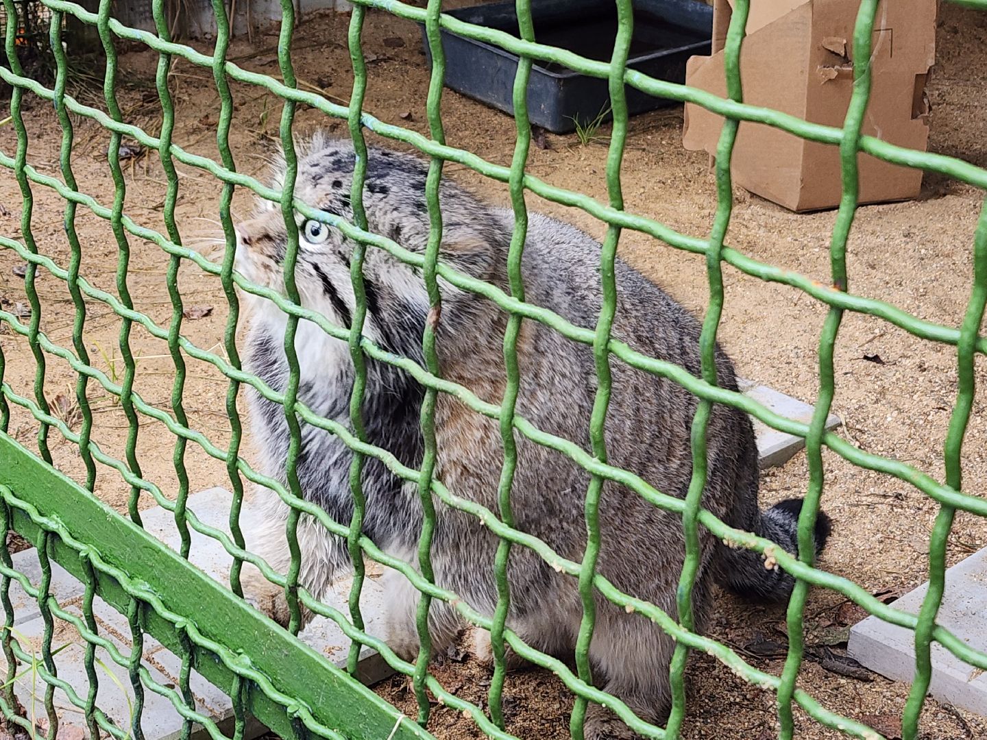волоколамск, Манул, Зажировка,