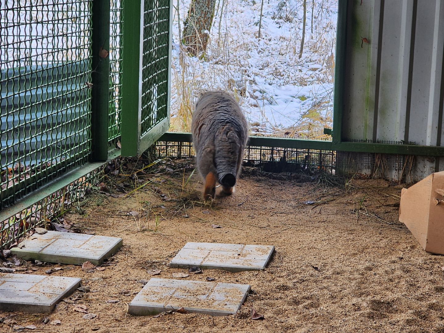 волоколамск, Манул, Зажировка,