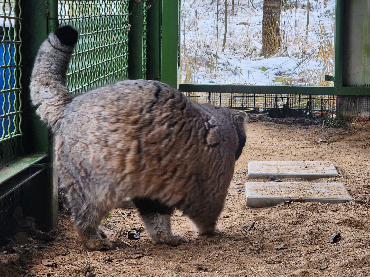 волоколамск, Манул, Зажировка,