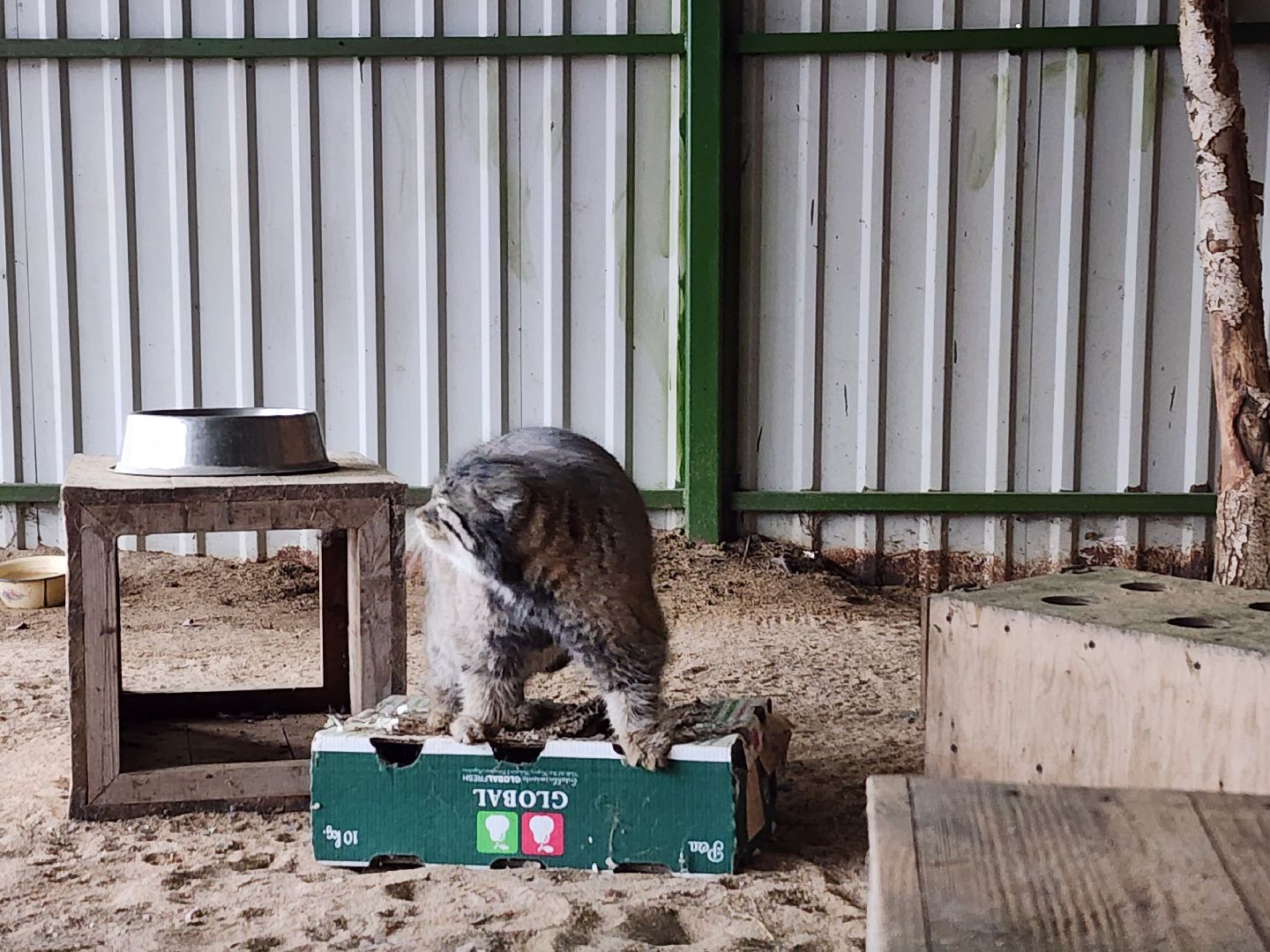 волоколамск, Манул, Зажировка,