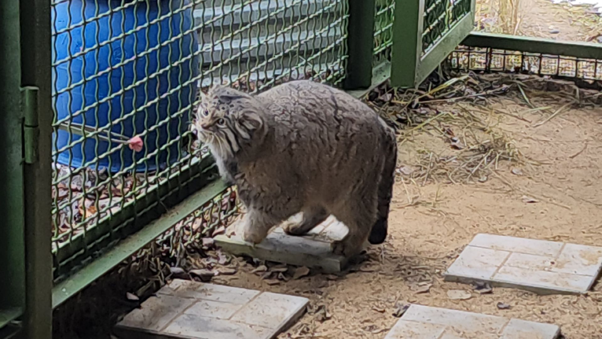волоколамск, Манул, Зажировка,
