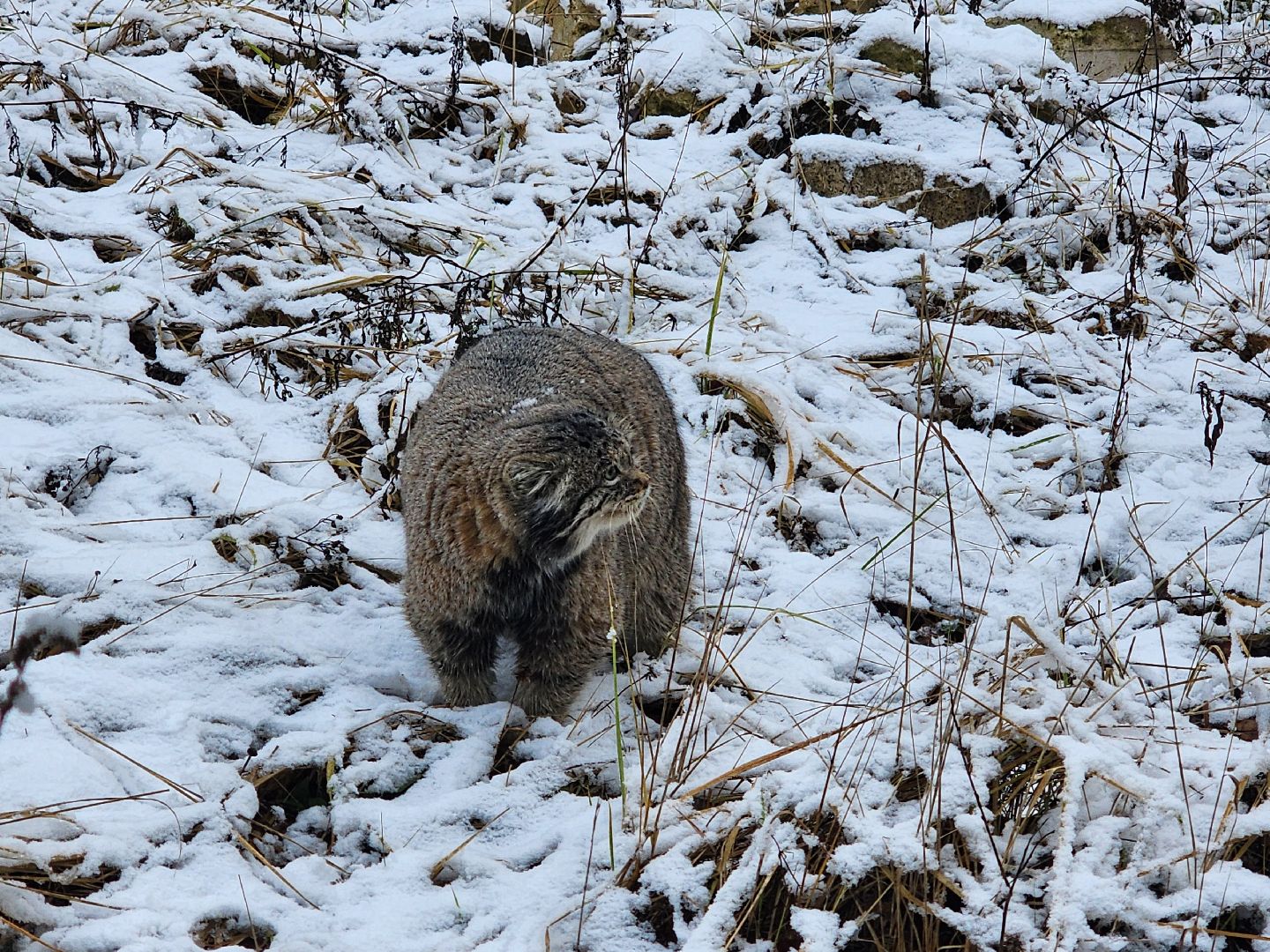 волоколамск, Манул, Зажировка,