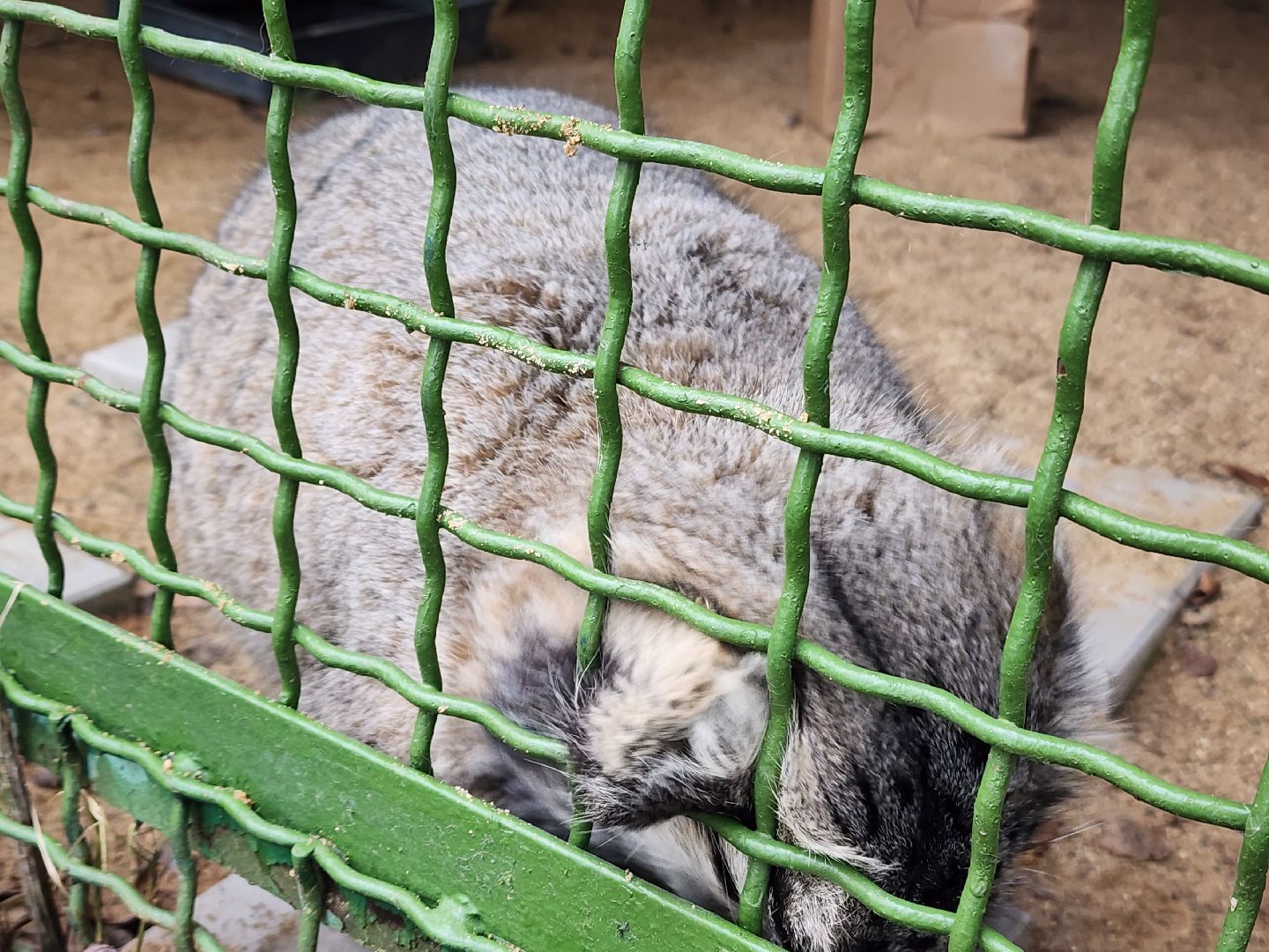 волоколамск, Манул, Зажировка,