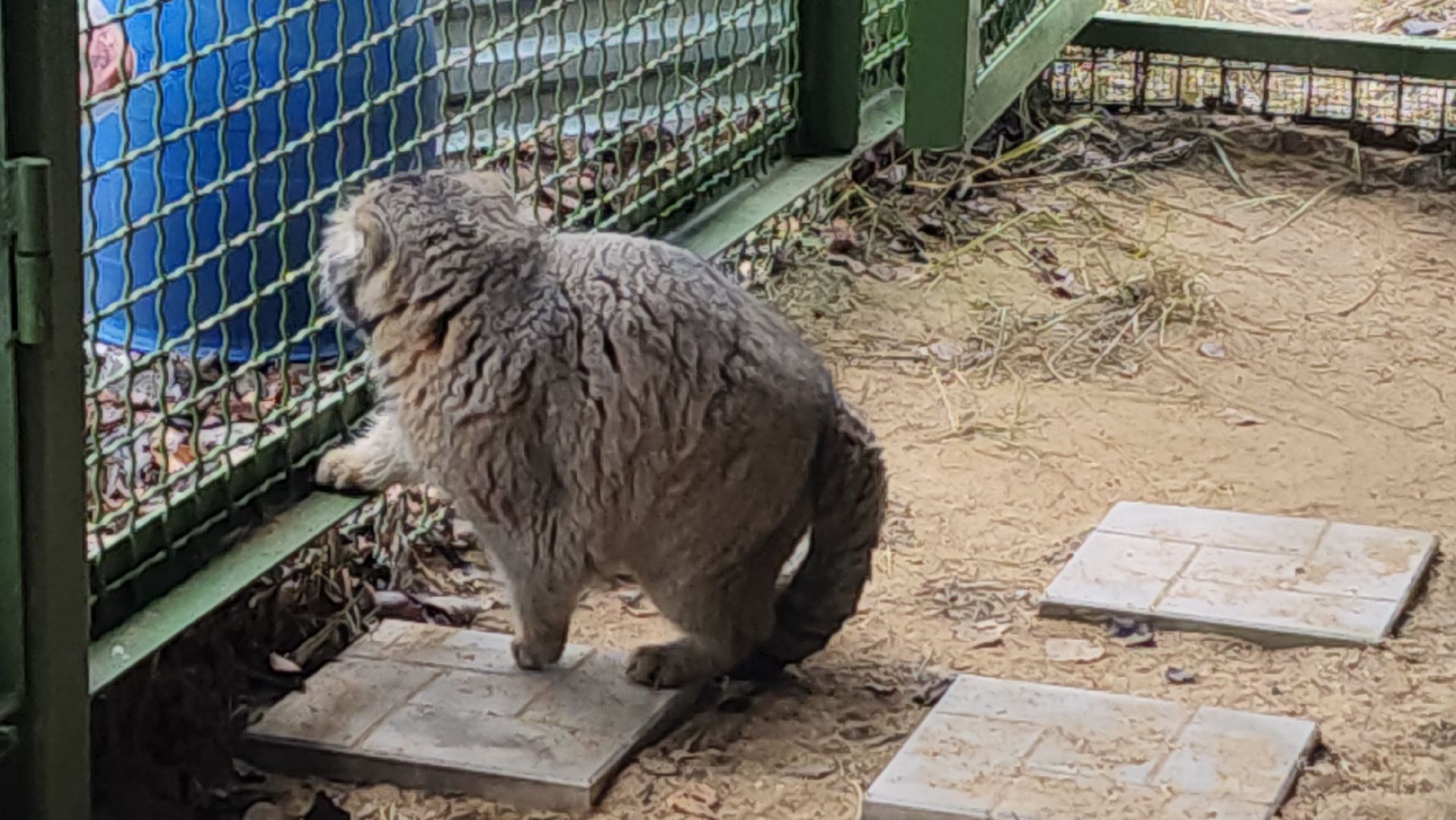 волоколамск, Манул, Зажировка,