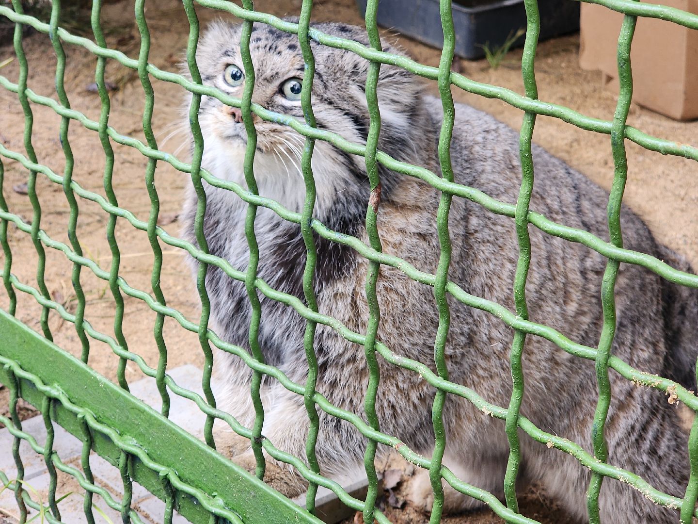 волоколамск, Манул, Зажировка,