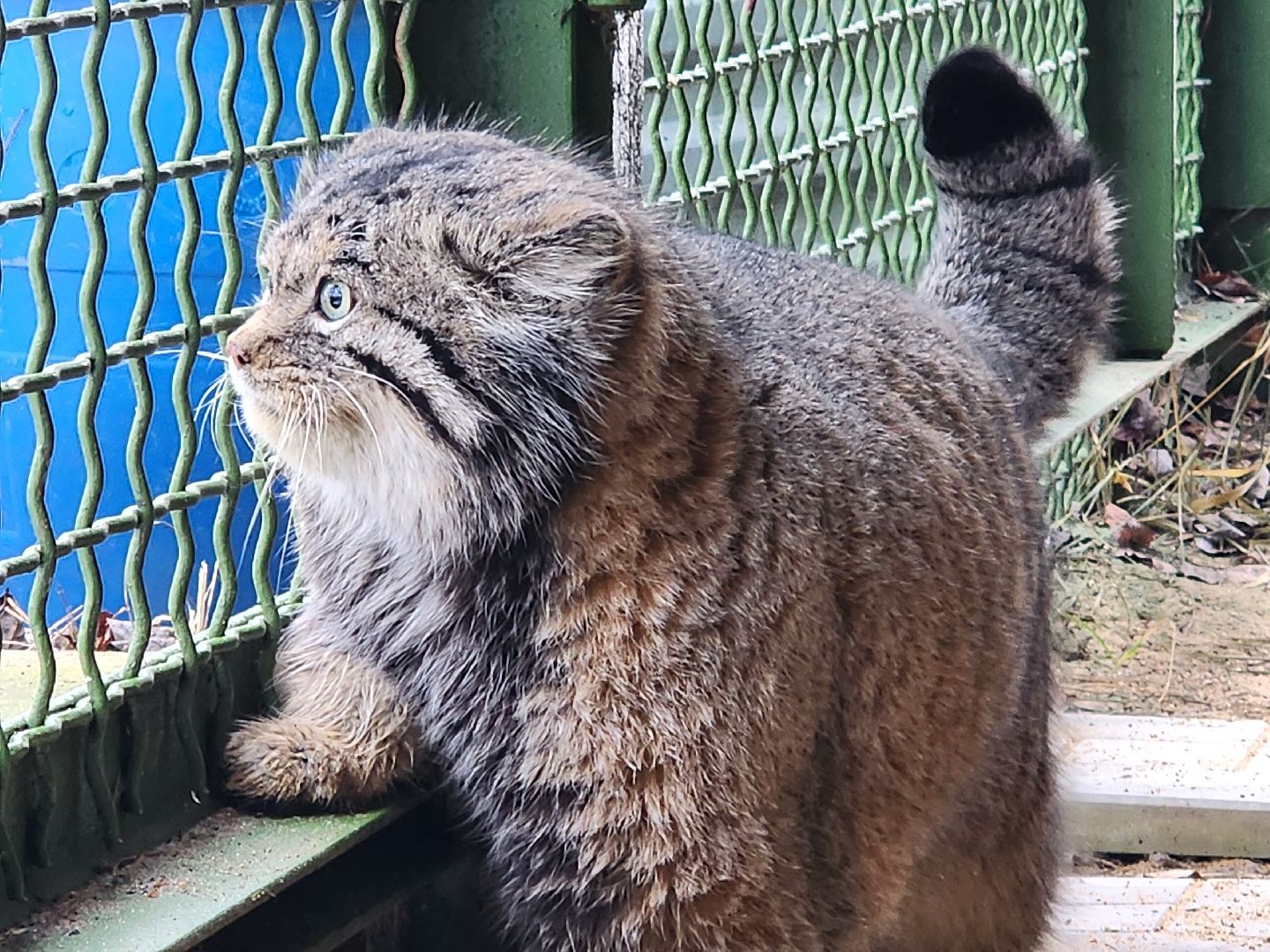 волоколамск, Манул, Зажировка,