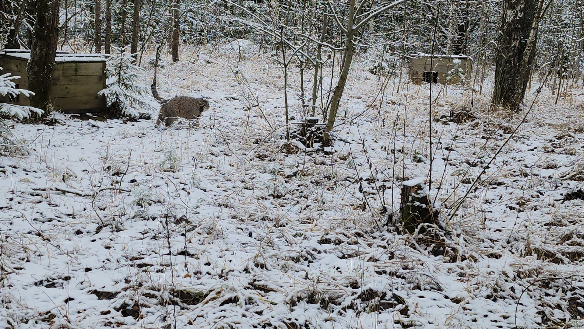 волоколамск, Манул, Зажировка,