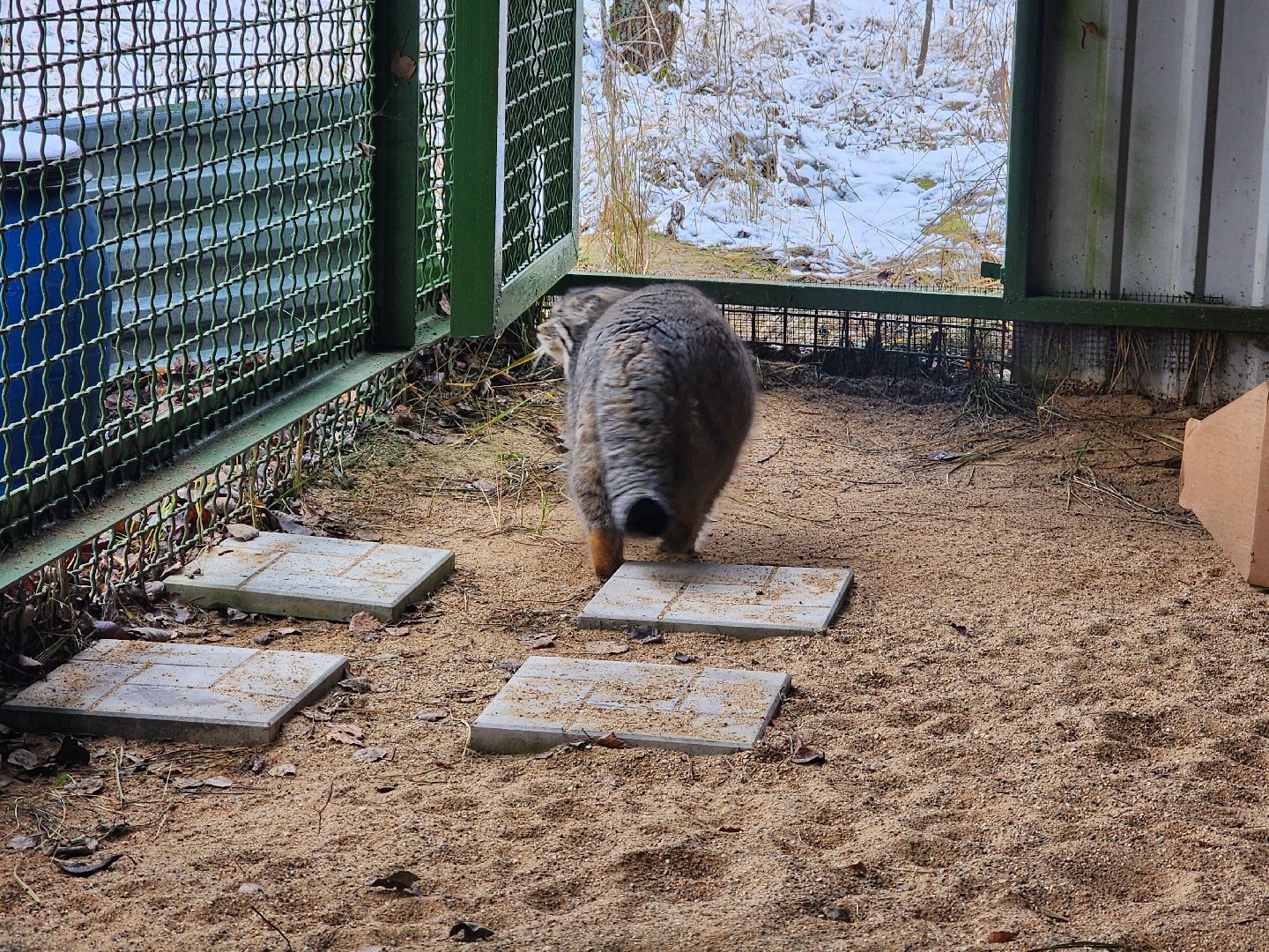 волоколамск, Манул, Зажировка,