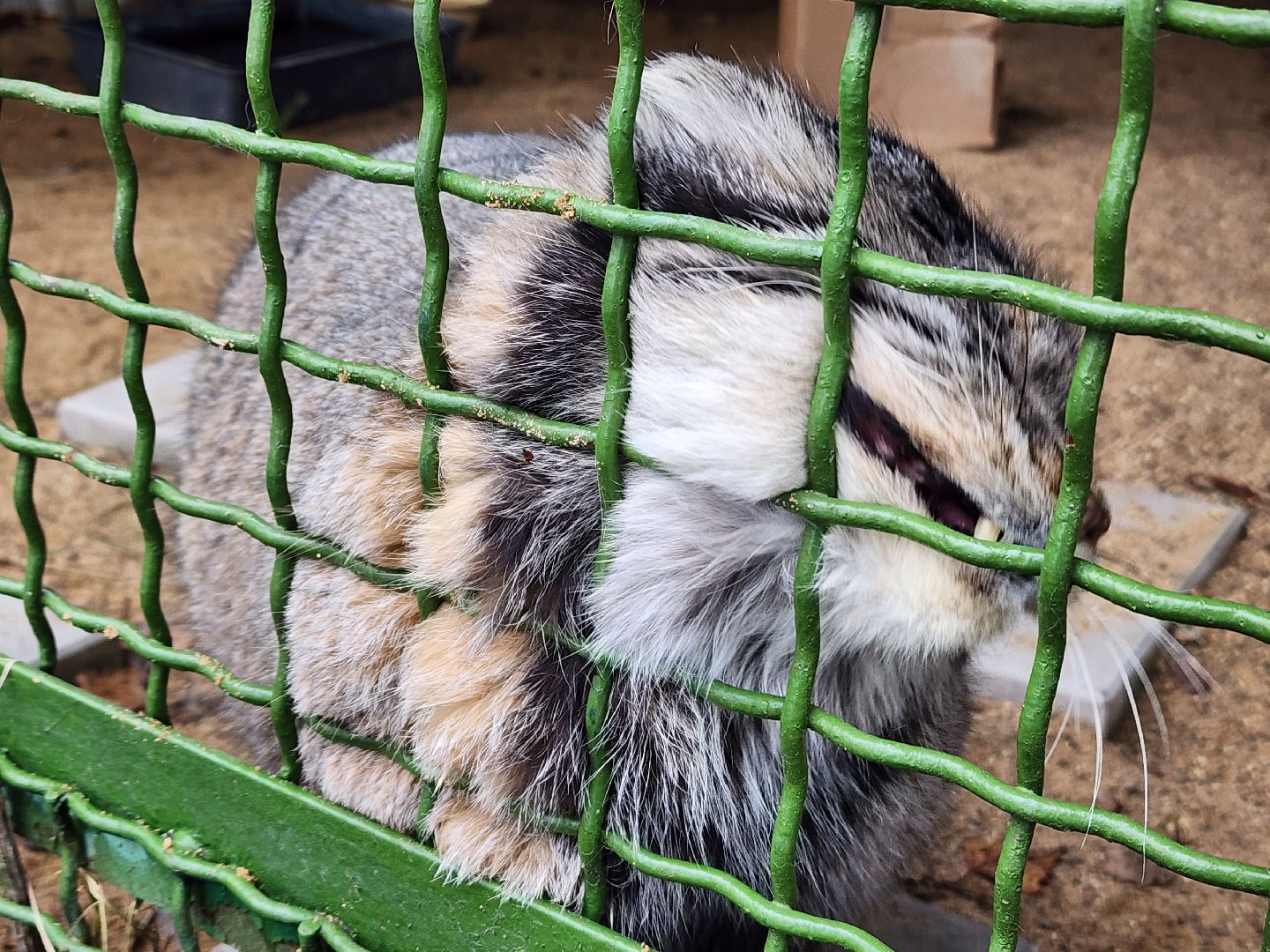 волоколамск, Манул, Зажировка,