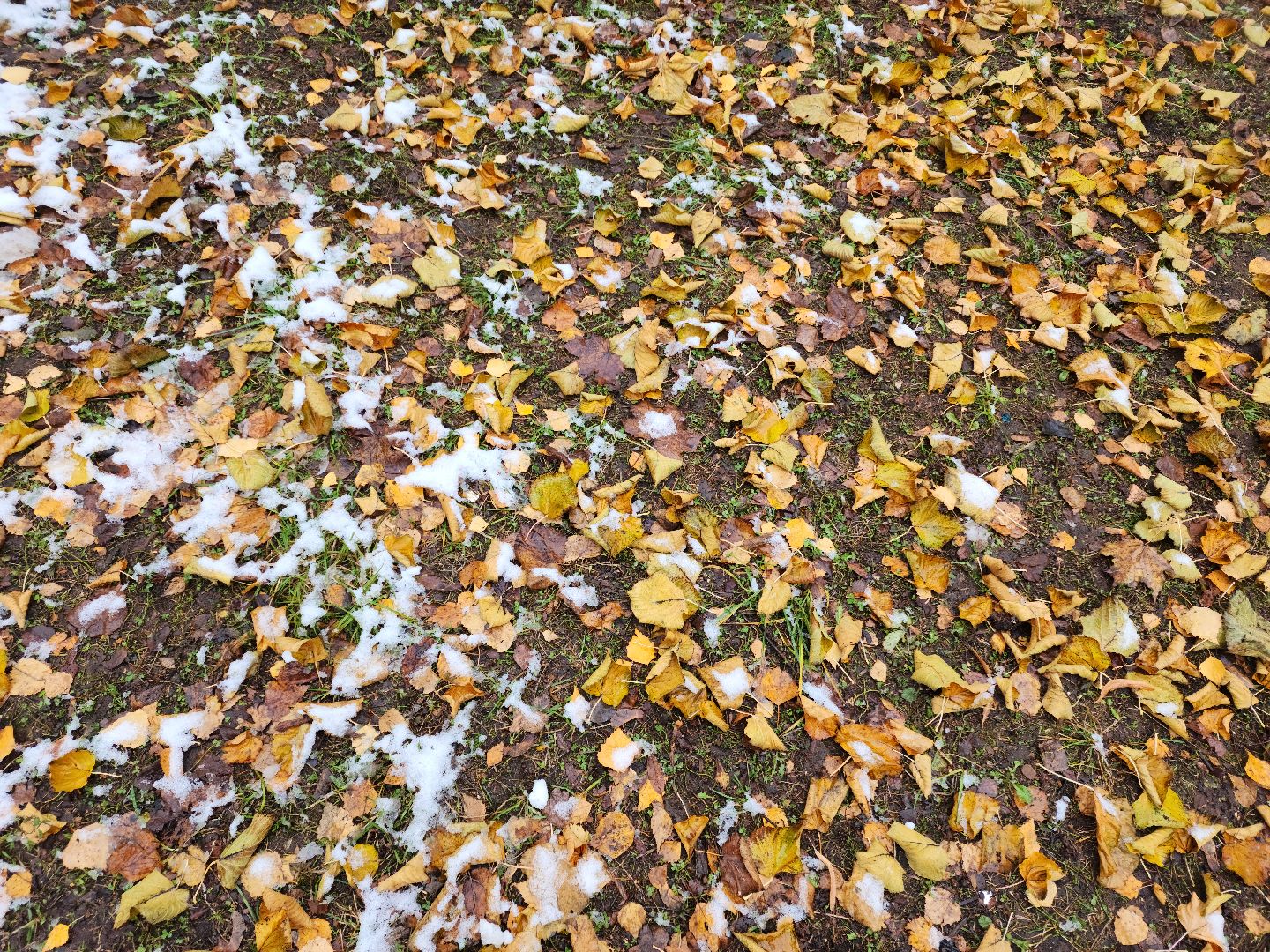 зима, каток, снег, вертикалки,