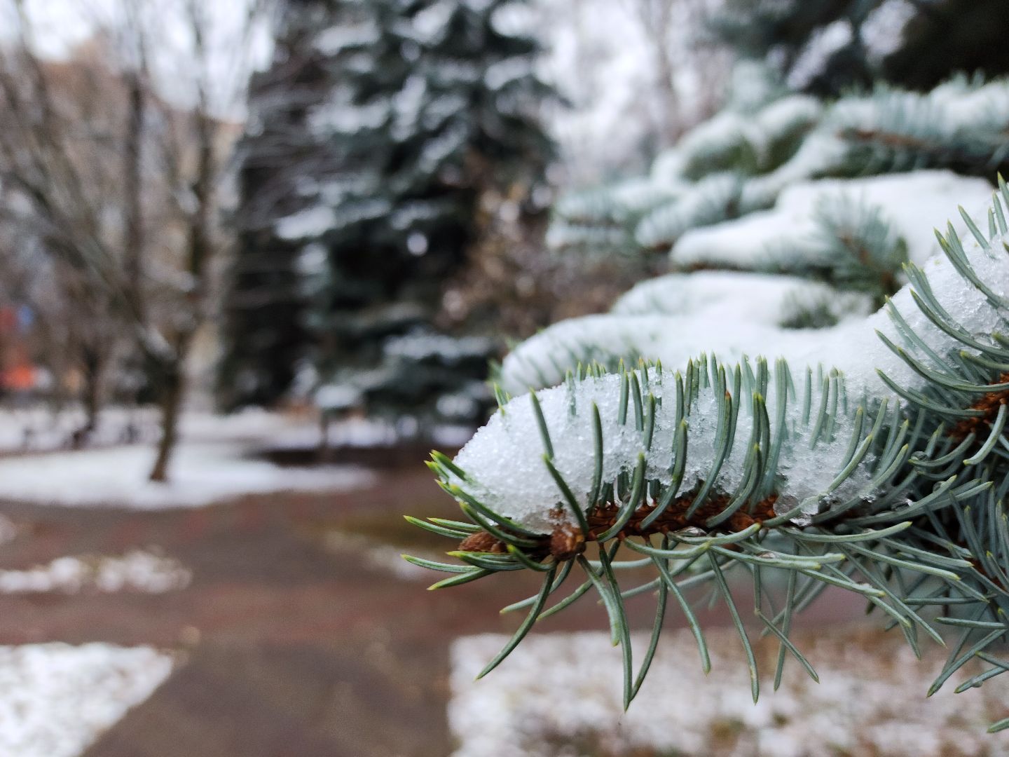 зима, каток, снег, вертикалки,