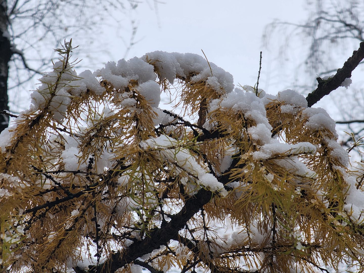 королёв, вертикалки,