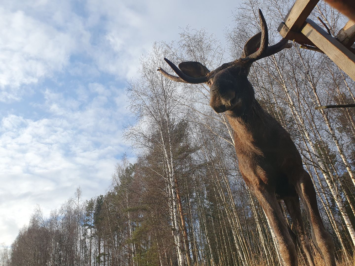 вертикалки, лосиный остров,