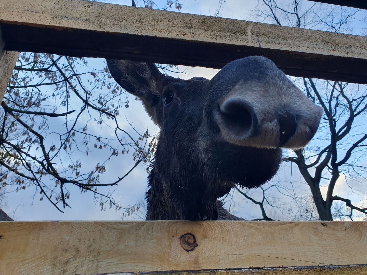 вертикалки, лосиный остров,