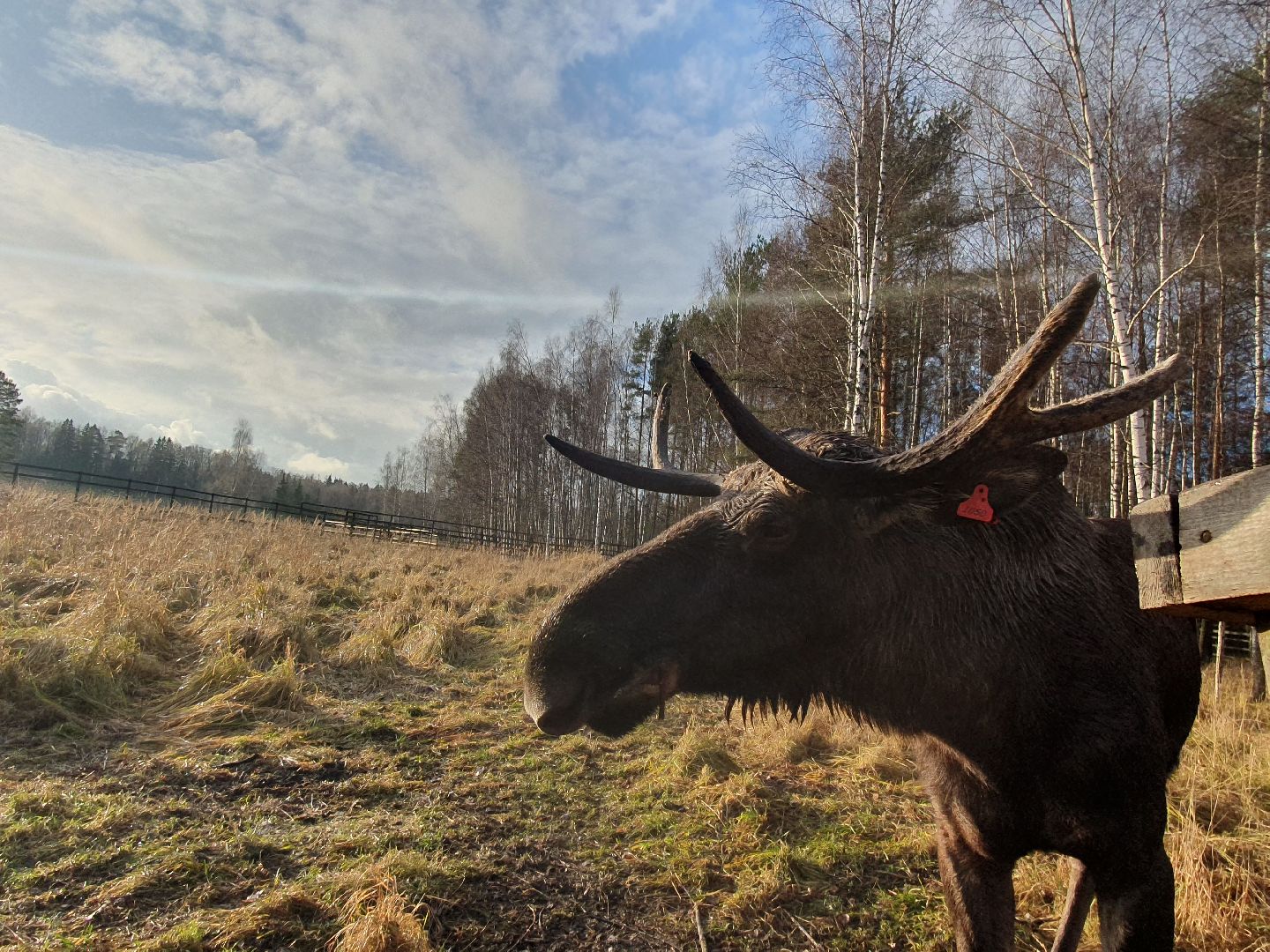вертикалки, лосиный остров,