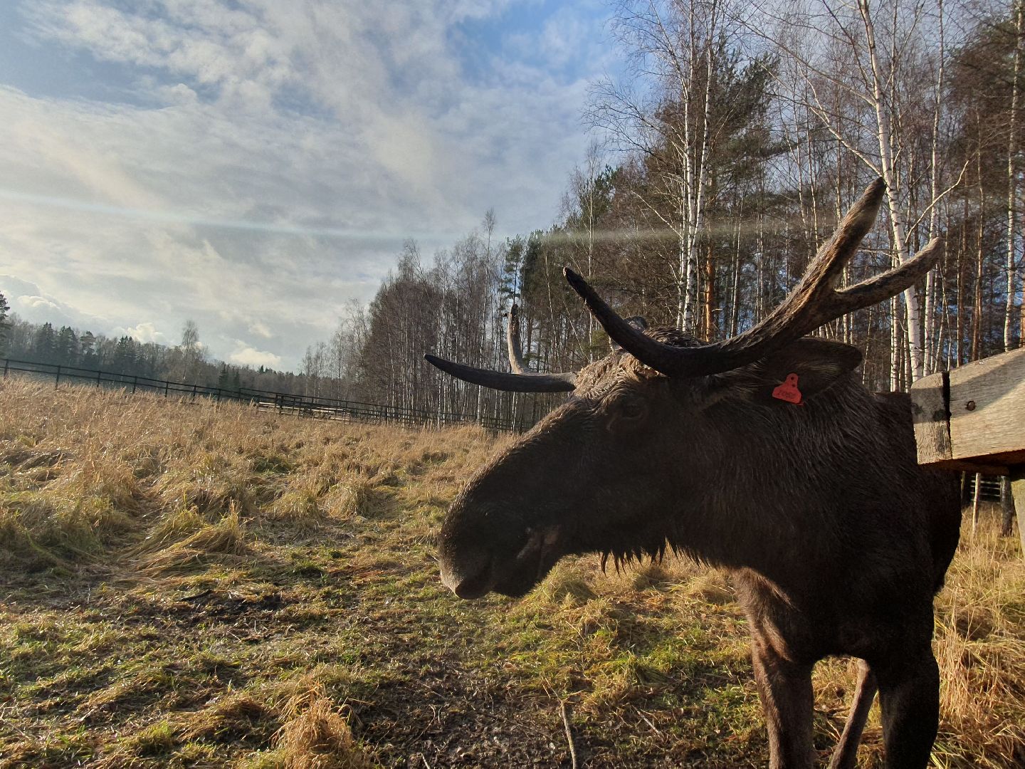 вертикалки, лосиный остров,