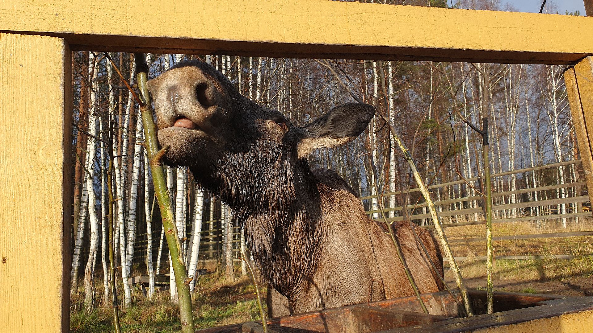 вертикалки, лосиный остров,