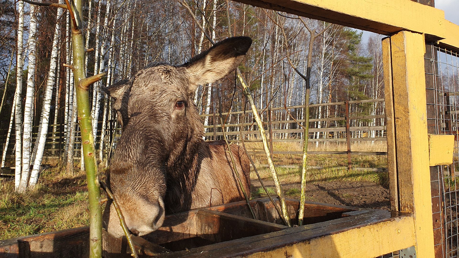 вертикалки, лосиный остров,