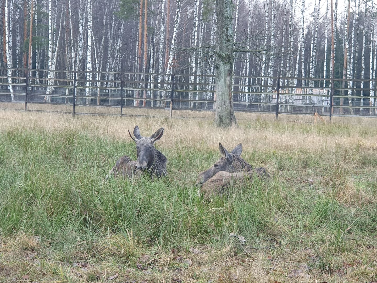 вертикалки, лосиный остров,
