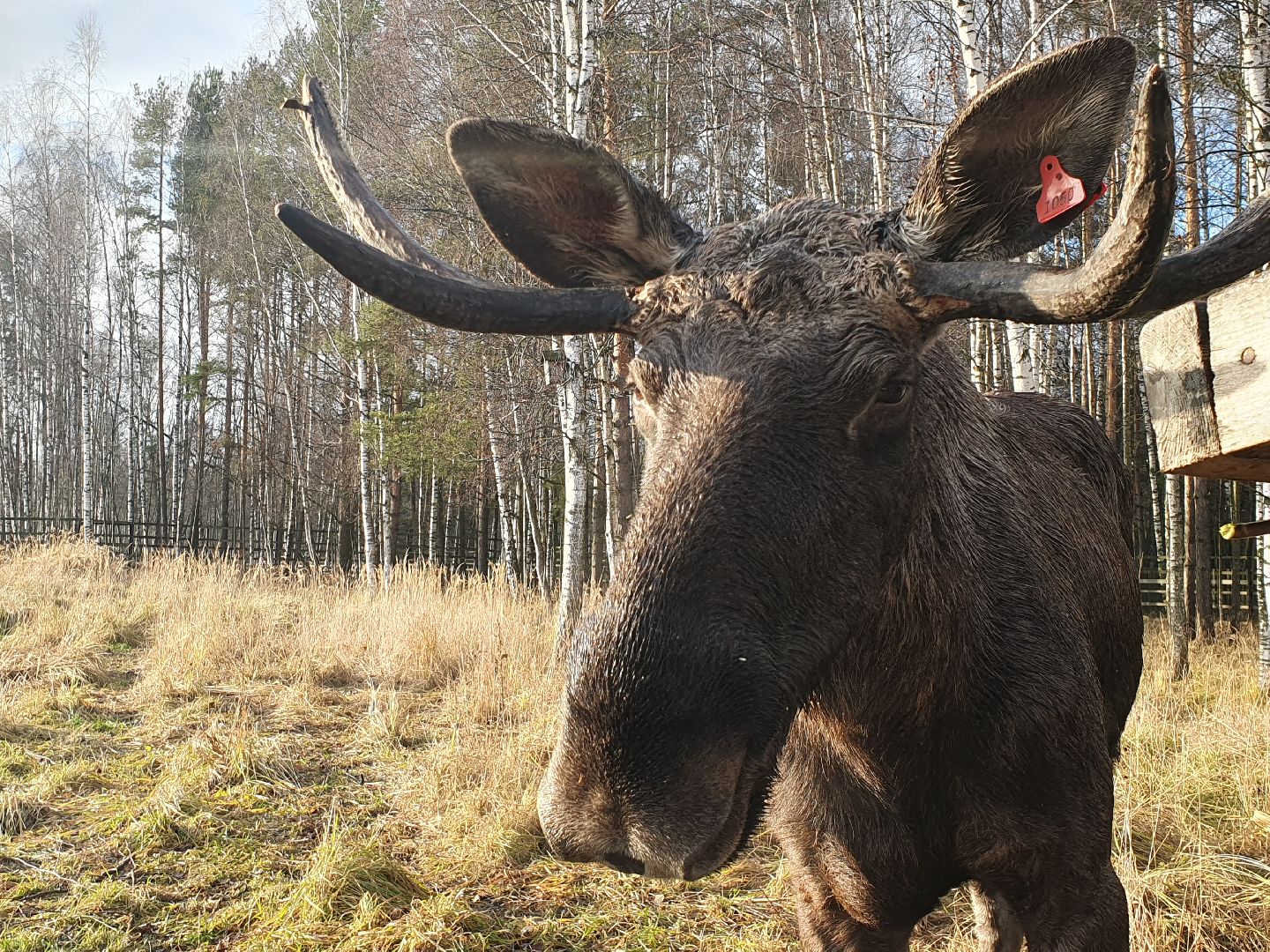 вертикалки, лосиный остров,