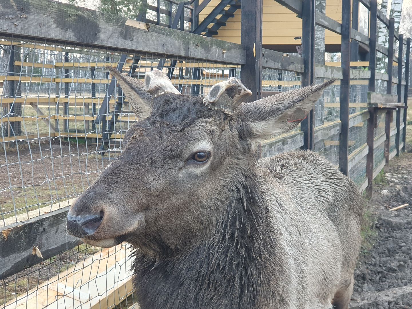 вертикалки, лосиный остров,