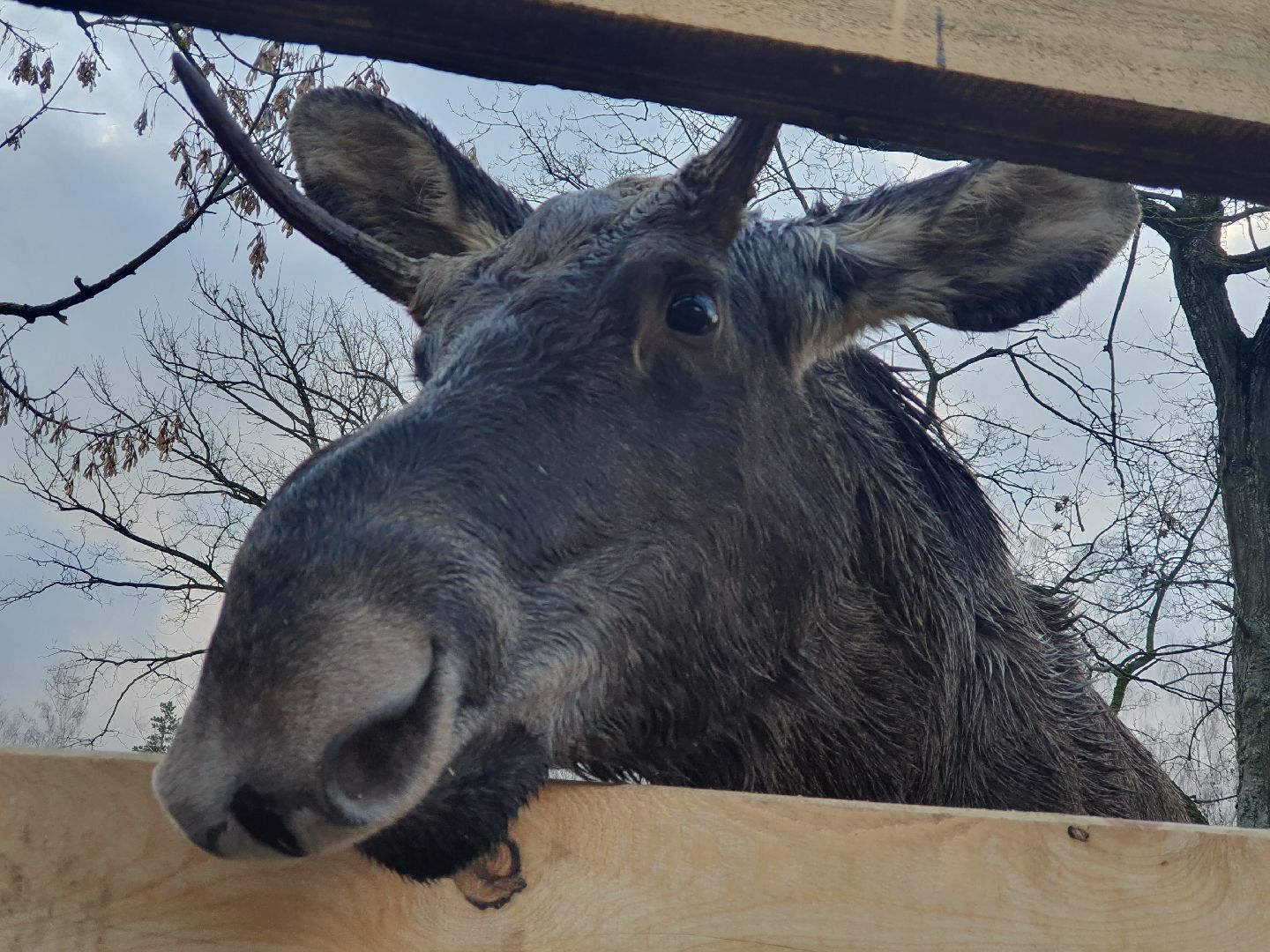 вертикалки, лосиный остров,