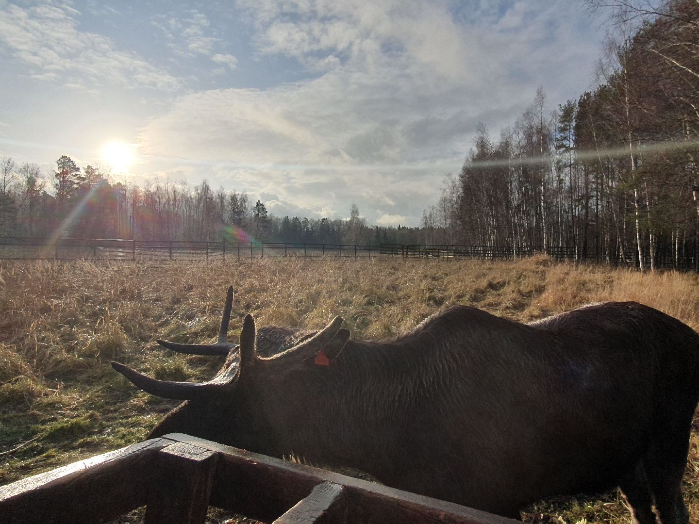 вертикалки, лосиный остров,