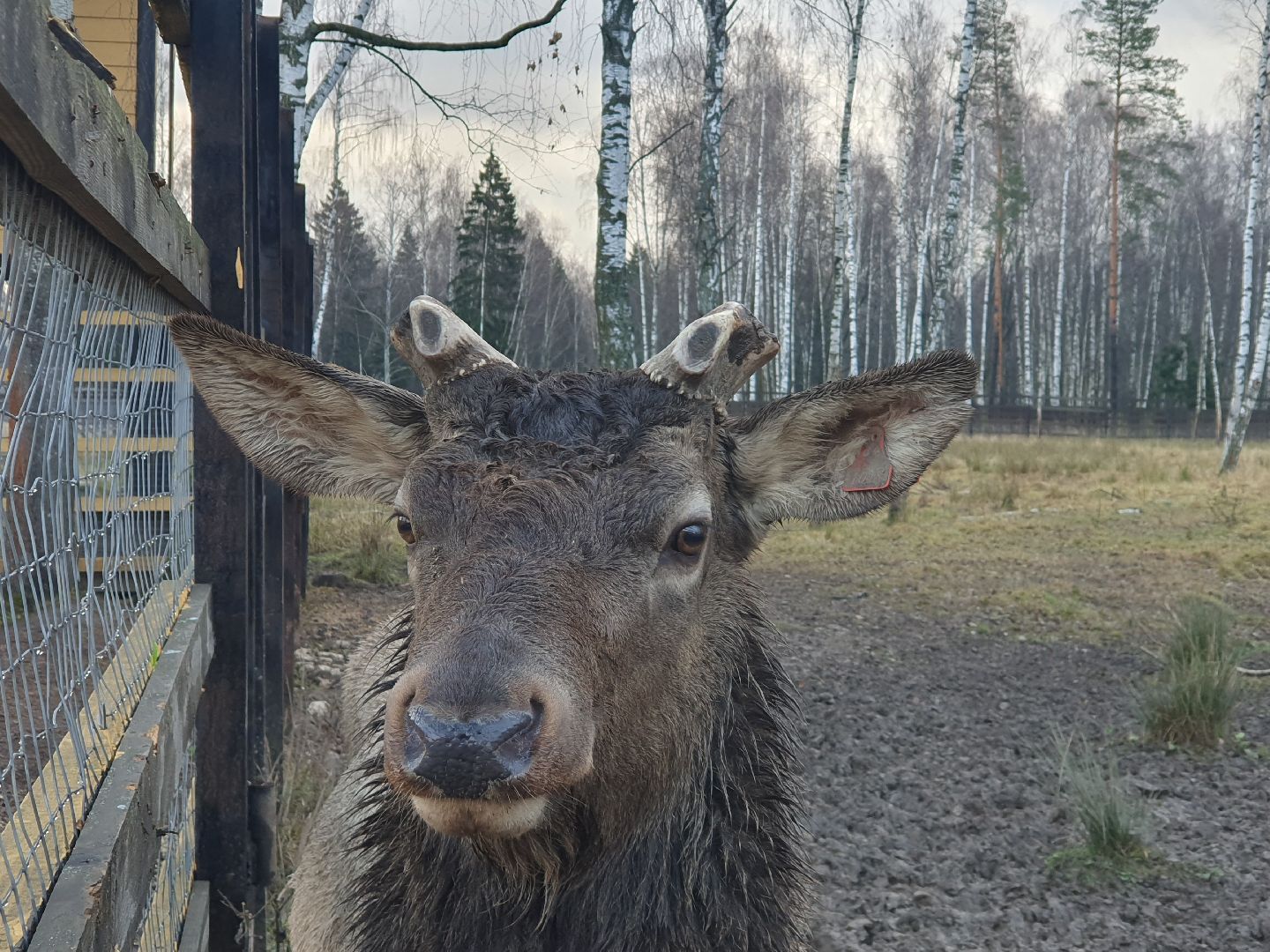 вертикалки, лосиный остров,