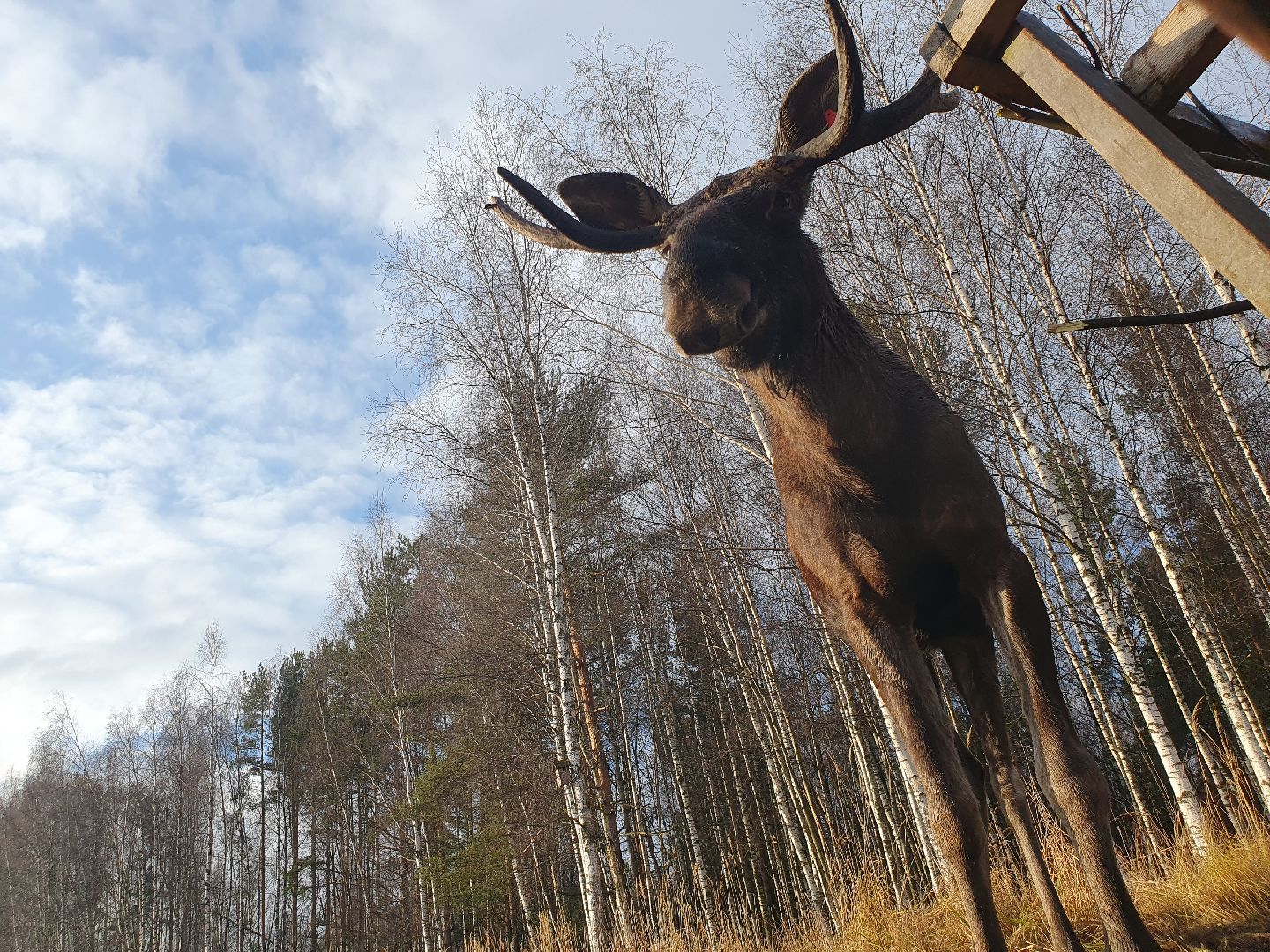 вертикалки, лосиный остров,