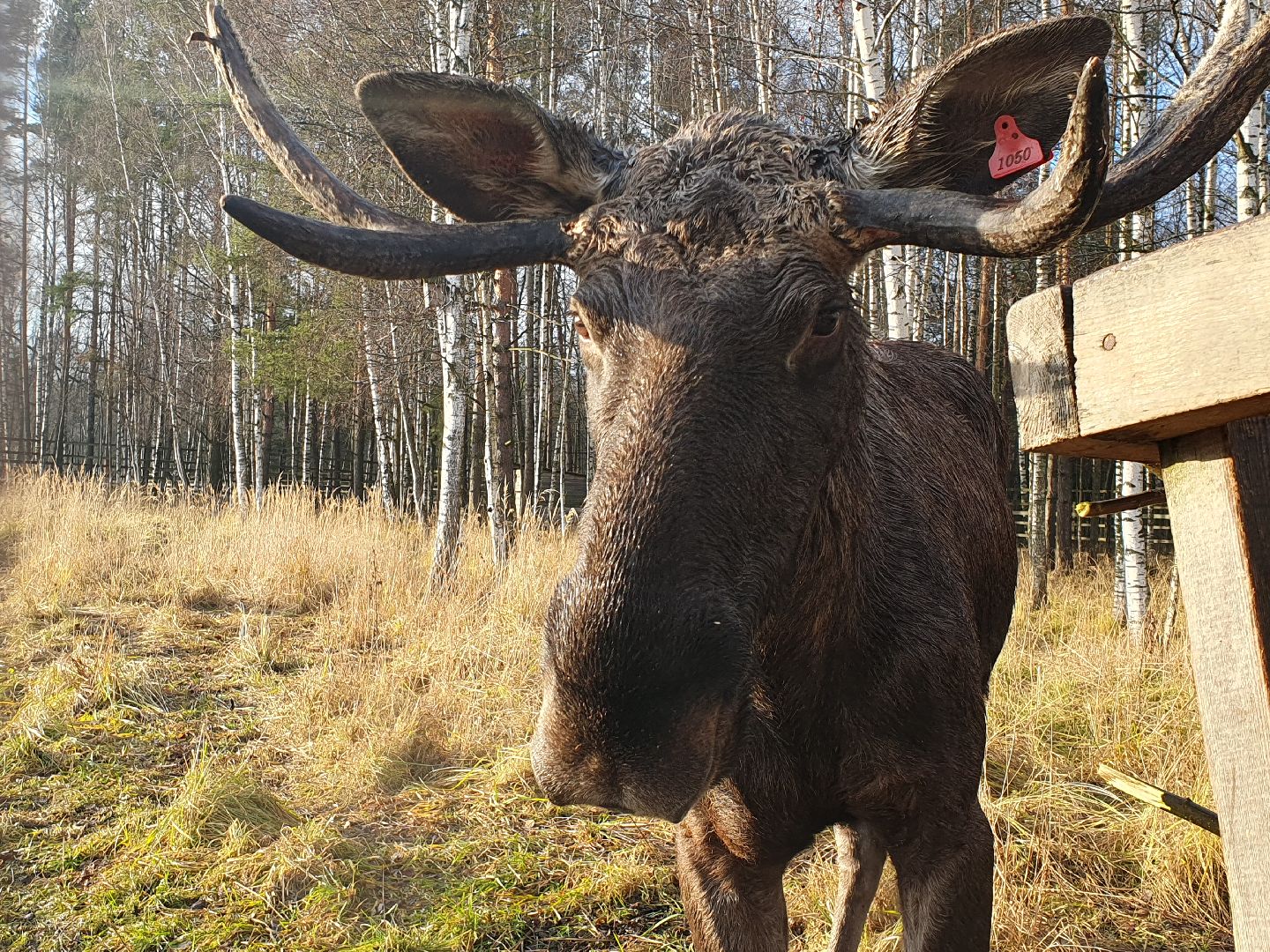вертикалки, лосиный остров,