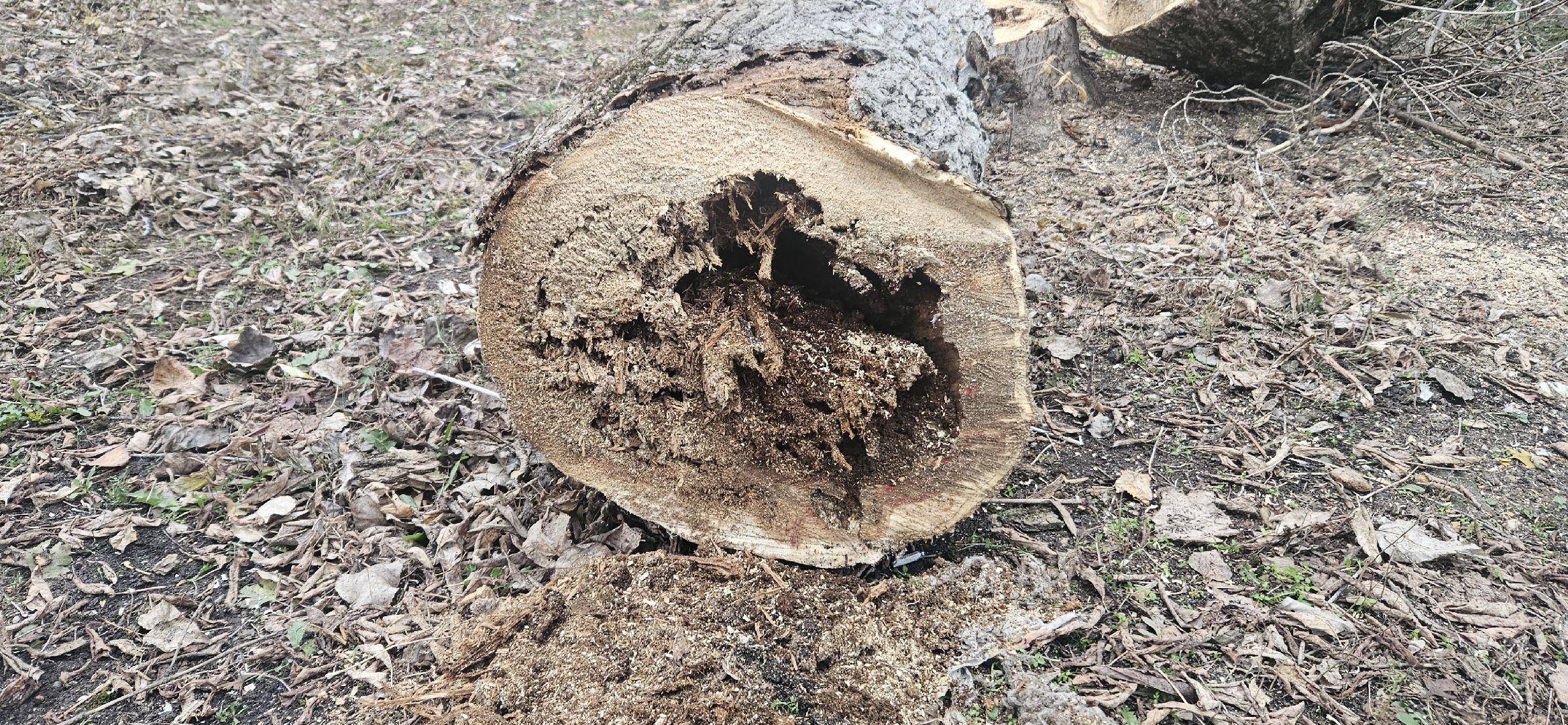коммунальное хозяйство, аварийные деревья, жуковский,