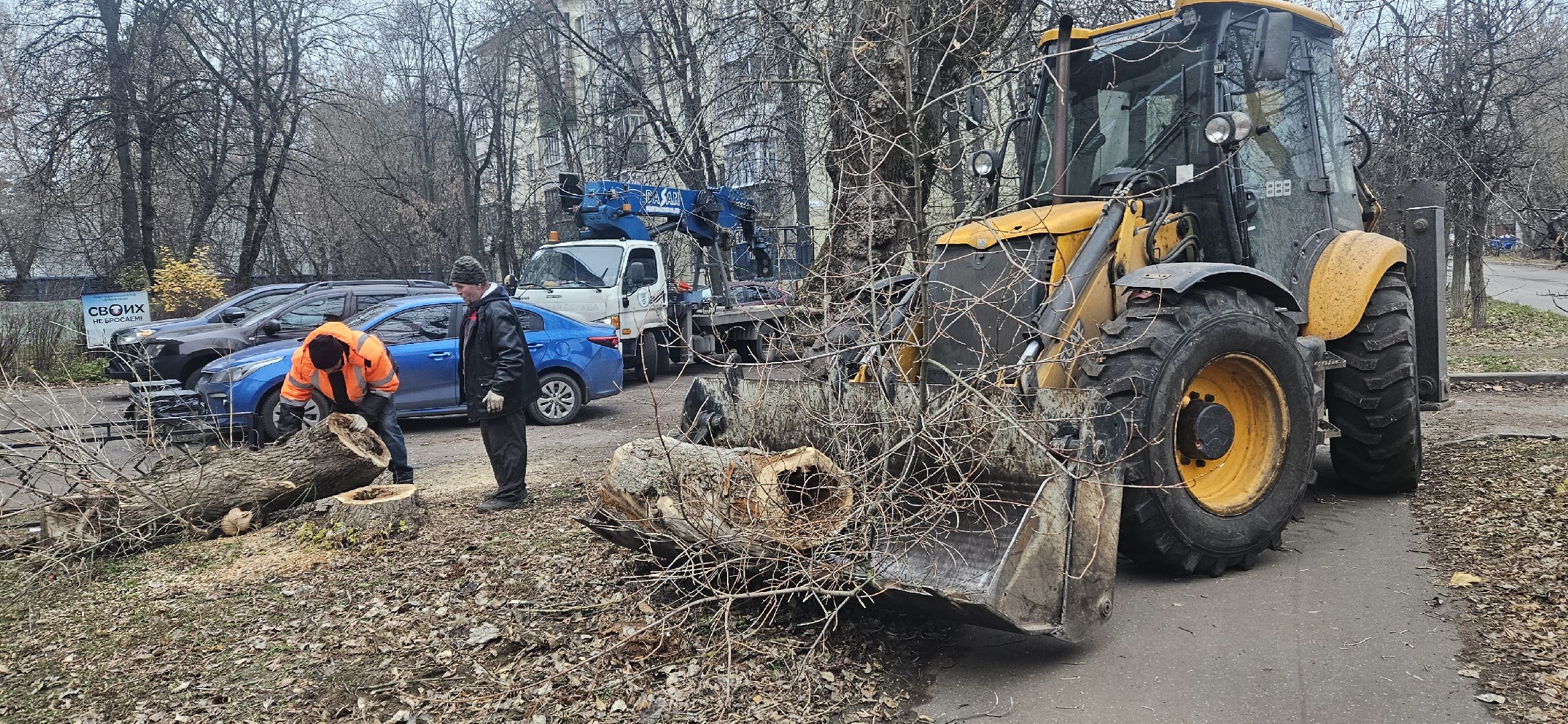 коммунальное хозяйство, аварийные деревья, жуковский,