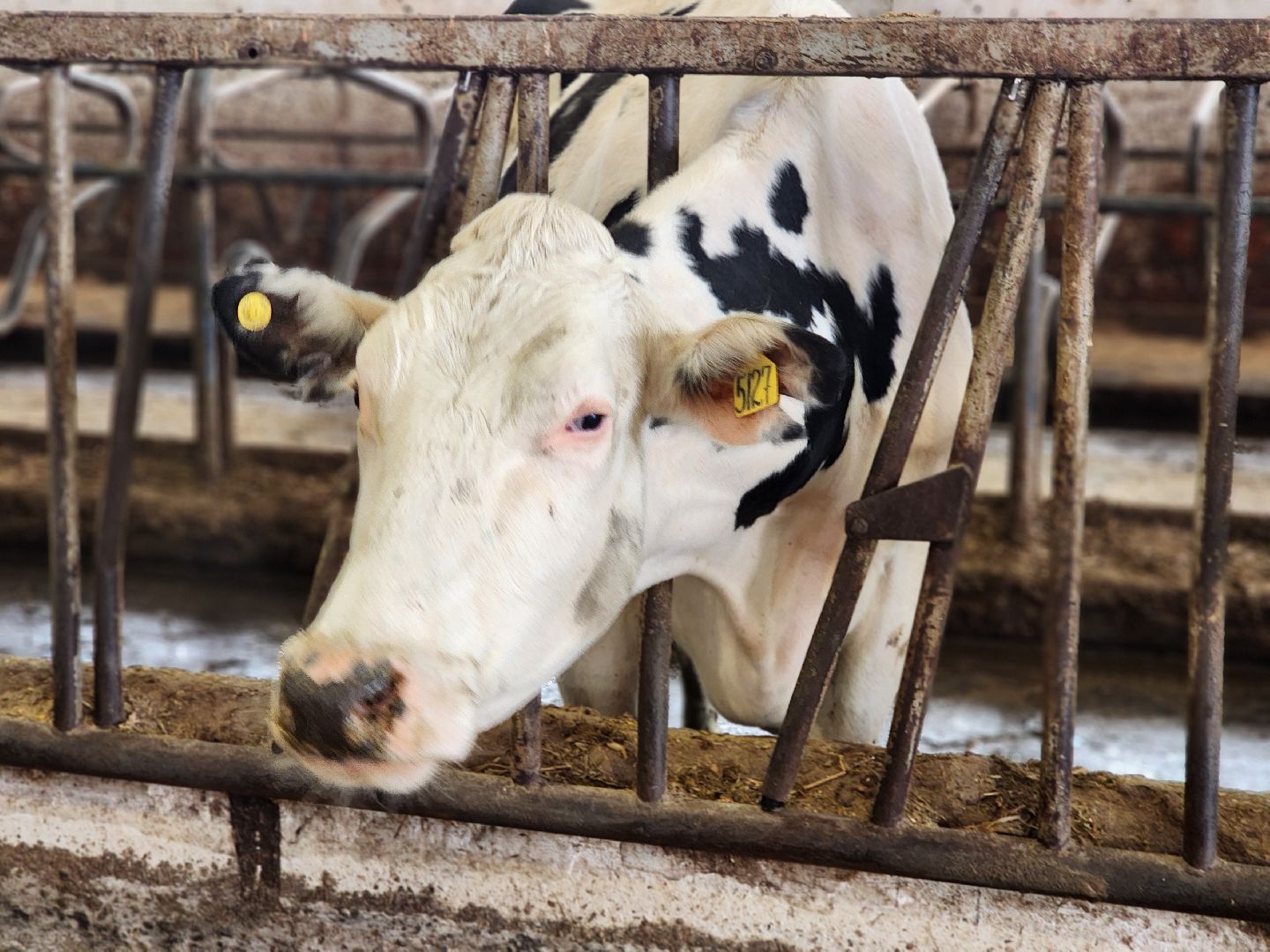 Луховицы, сельское хозяйство, вертикалки,