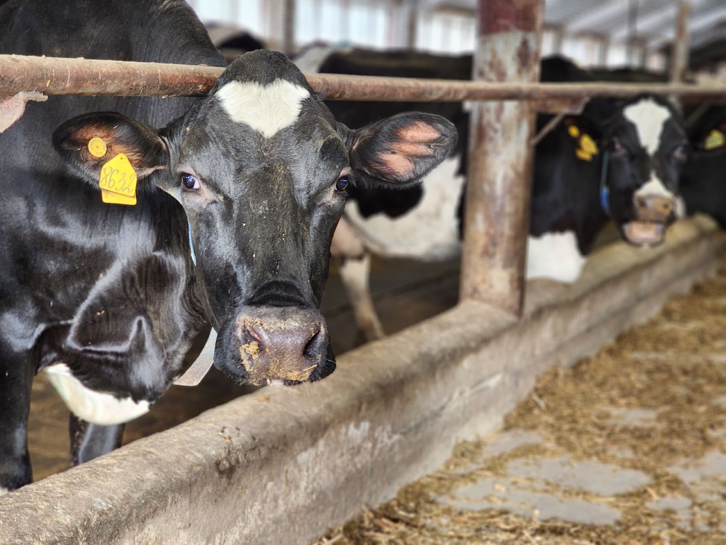Луховицы, сельское хозяйство, вертикалки,