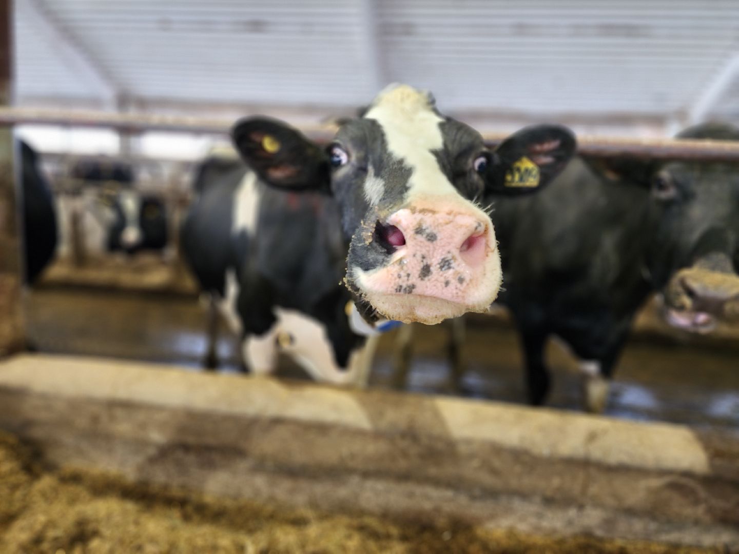 Луховицы, сельское хозяйство, вертикалки,