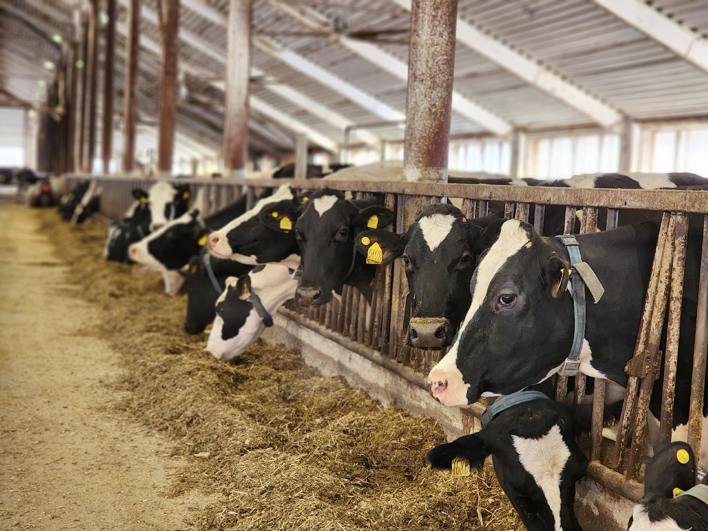 Луховицы, сельское хозяйство, вертикалки,