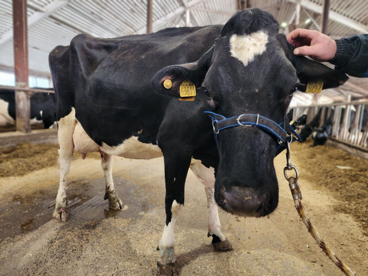 Луховицы, сельское хозяйство, вертикалки,