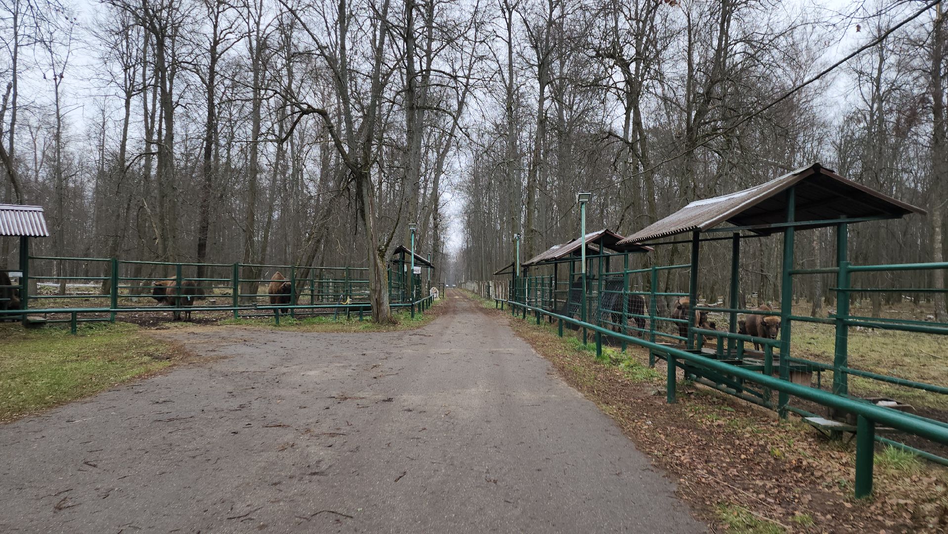 серпухов, подмосковье, зубры, усыновить зубра, центральный зубровый питомник,приокско-террасный заповедник,